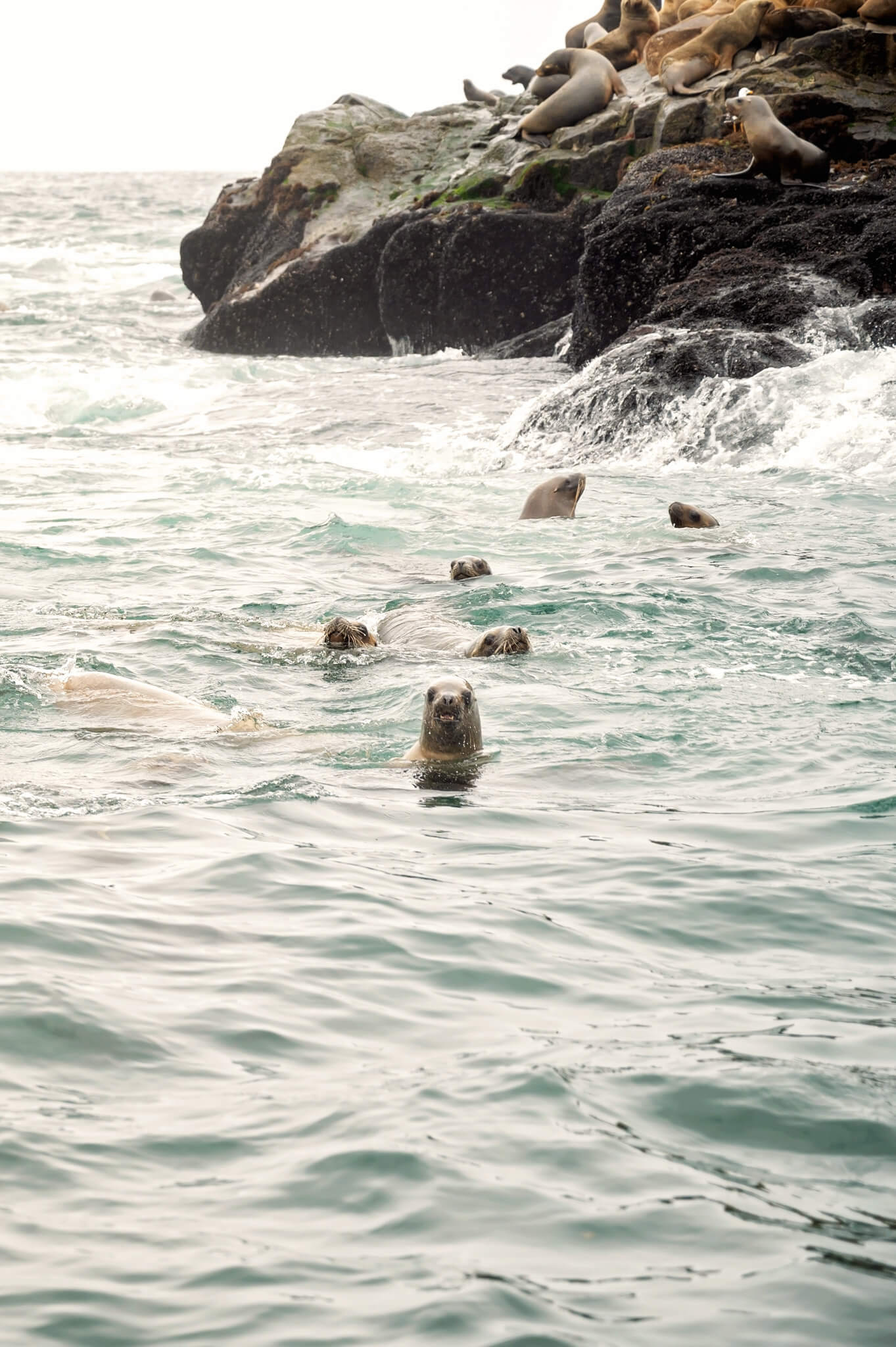 Sea Lions Palomino Islands Peru