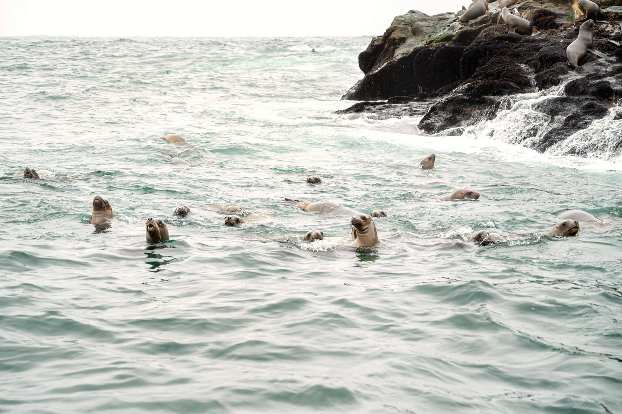 Sea Lions Palomino Islands Peru