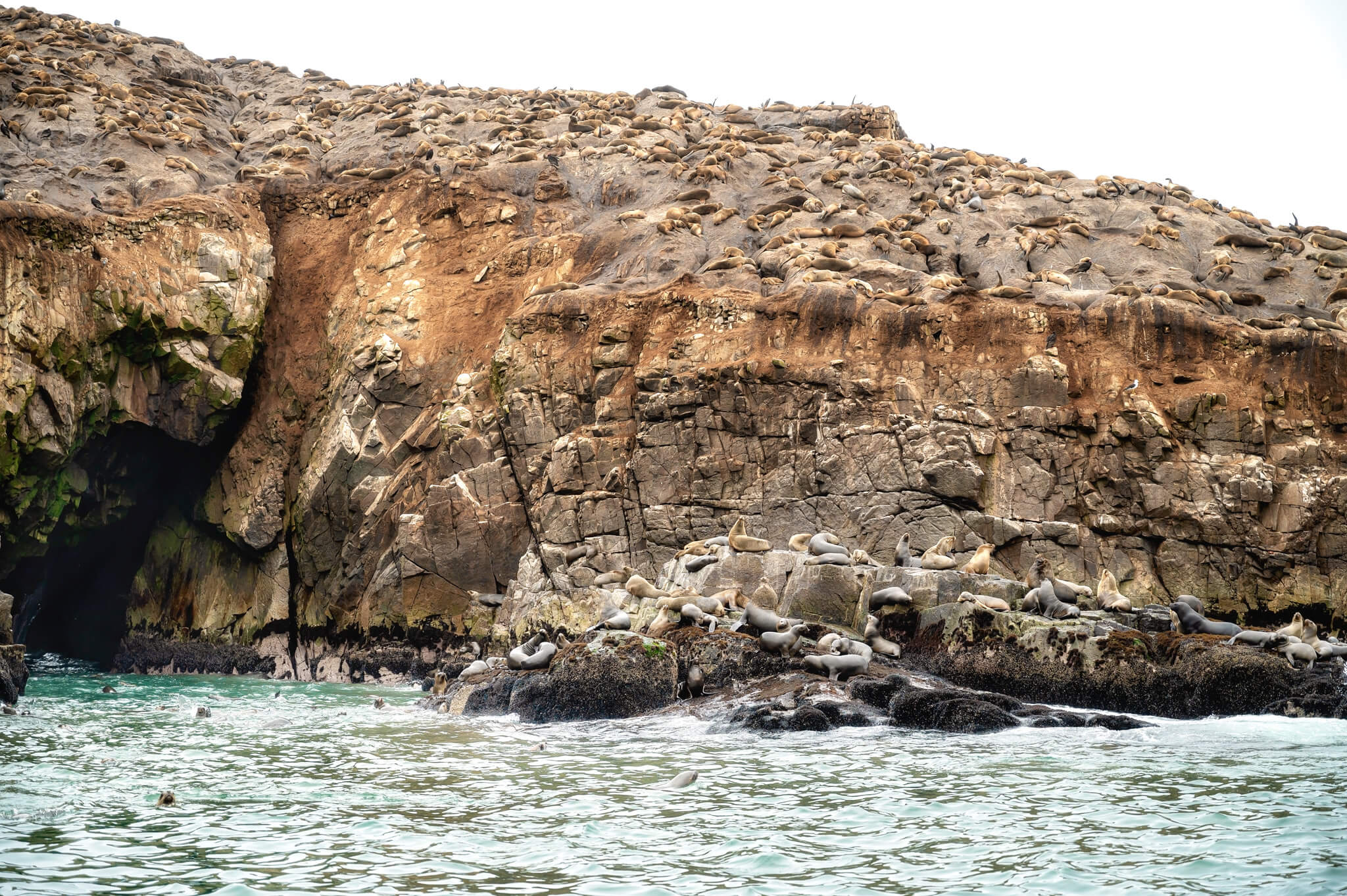 Sea Lions Palomino Islands Peru