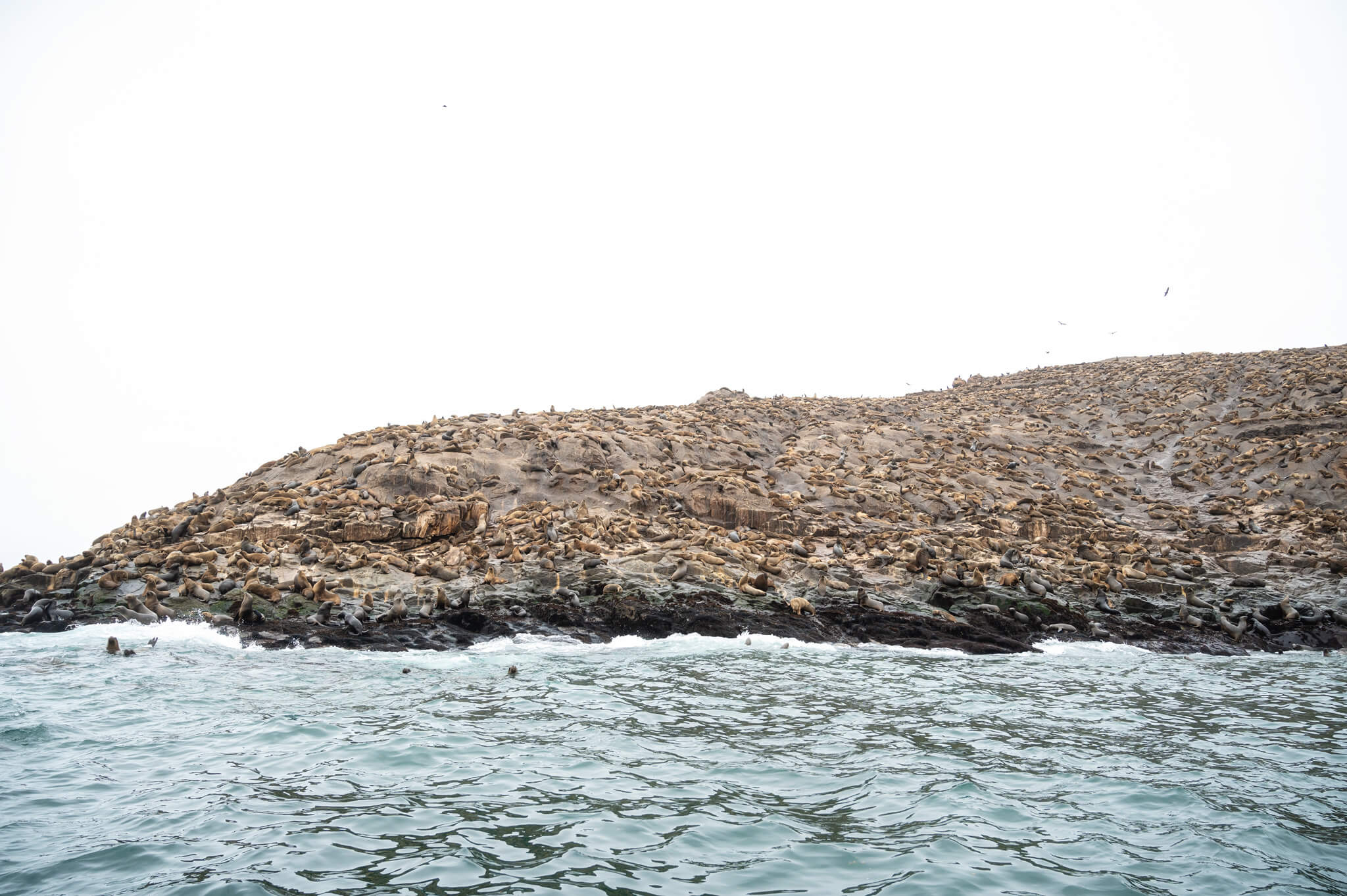 Sea Lions Palomino Islands Peru