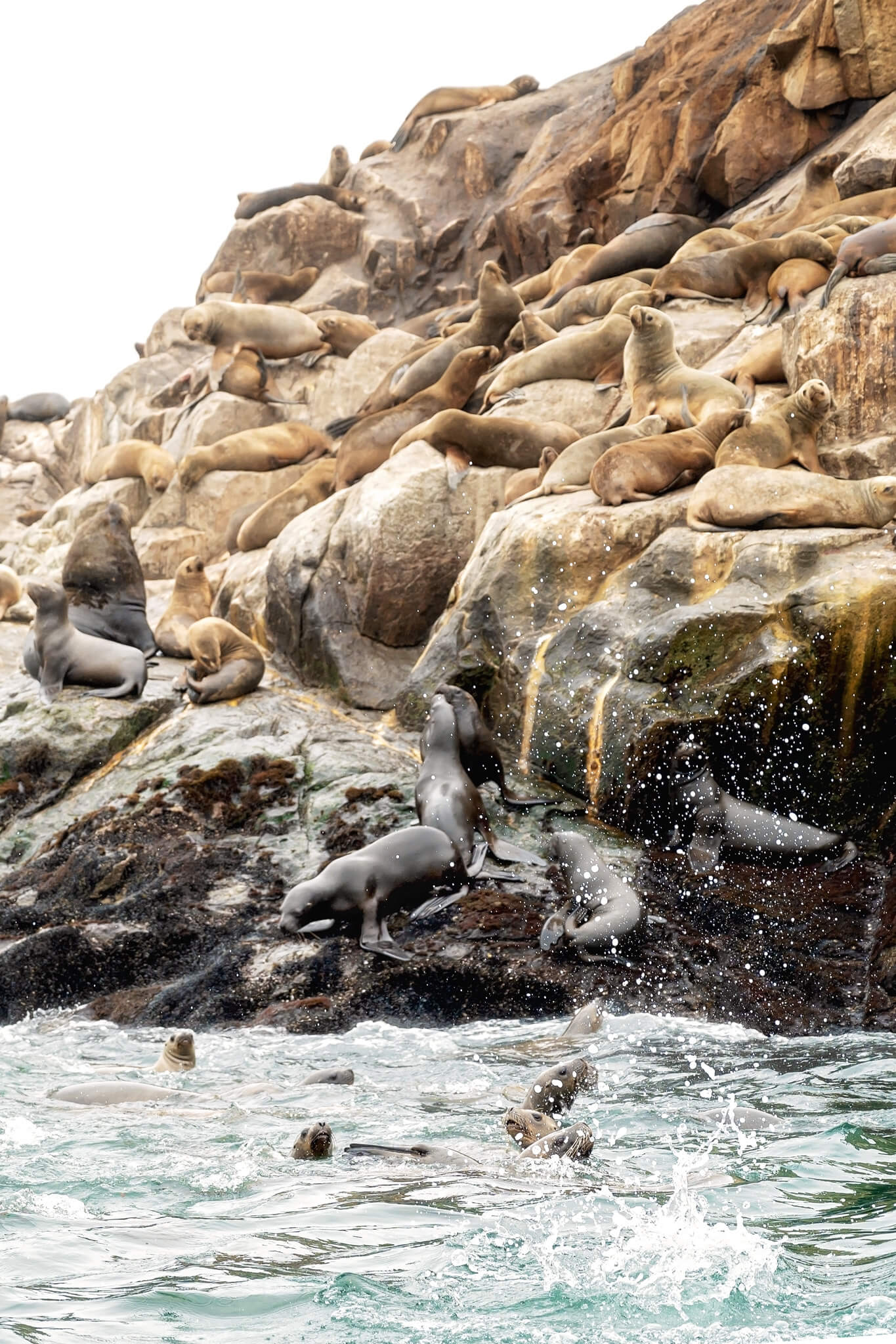 Sea Lions Palomino Islands Peru