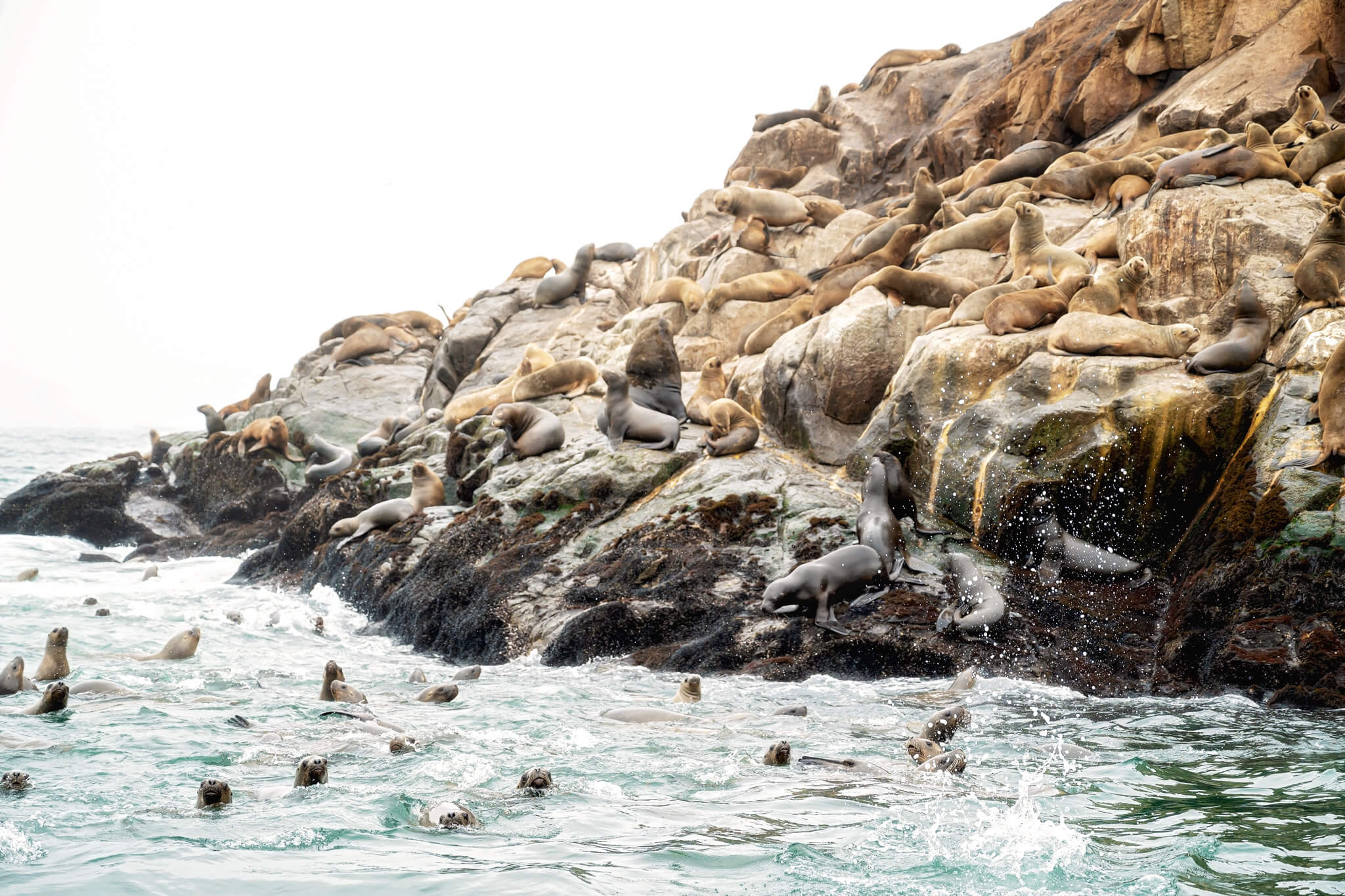 Sea Lions Palomino Islands Peru