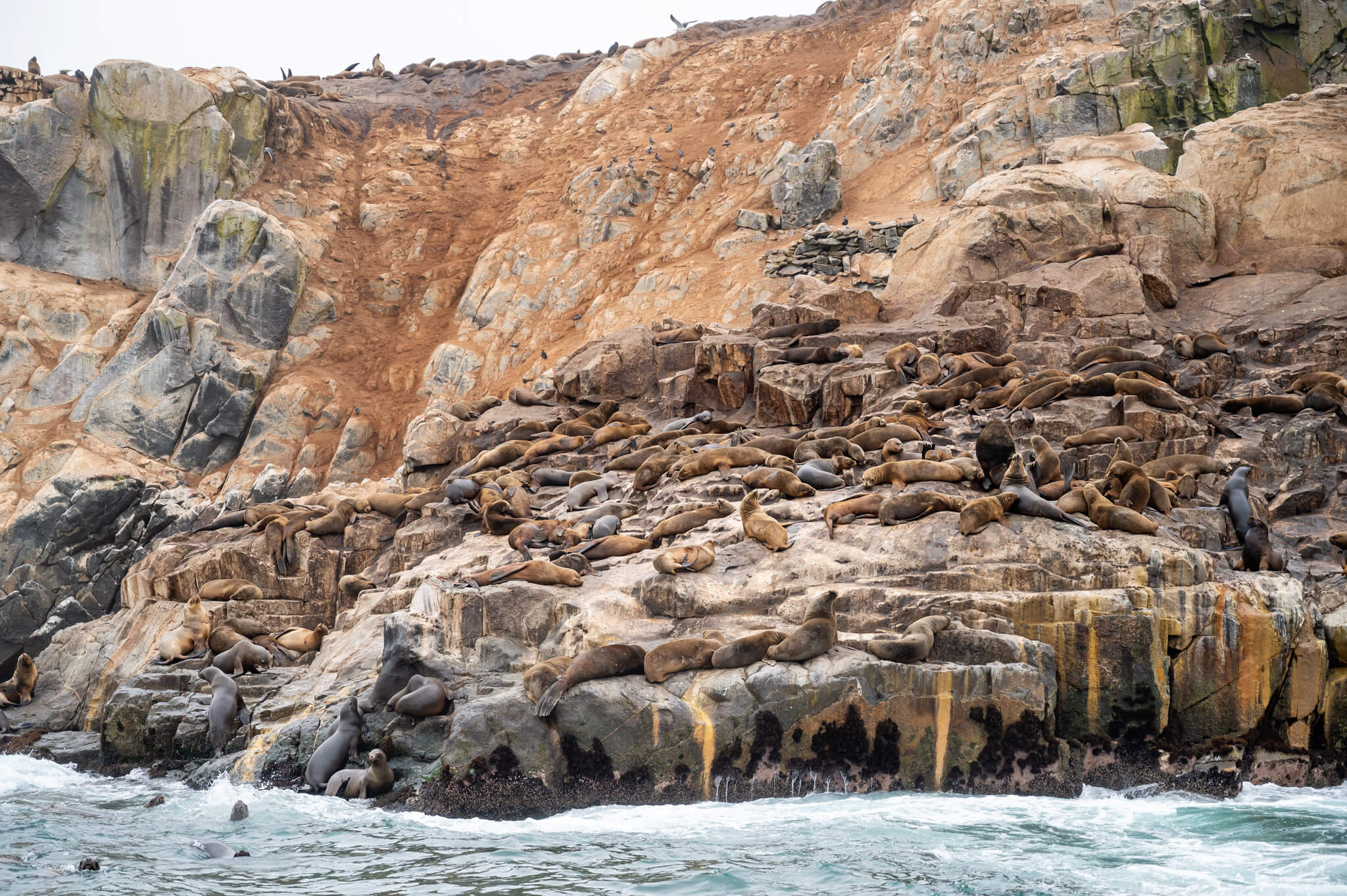 Swimming With Sea Lions Lima Peru