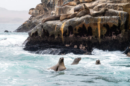 Swimming With Sea Lions Lima Peru