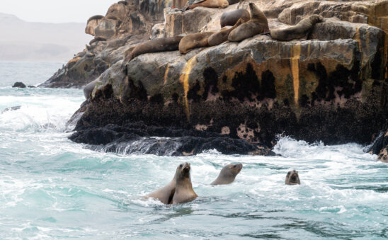 Swimming With Sea Lions Lima Peru