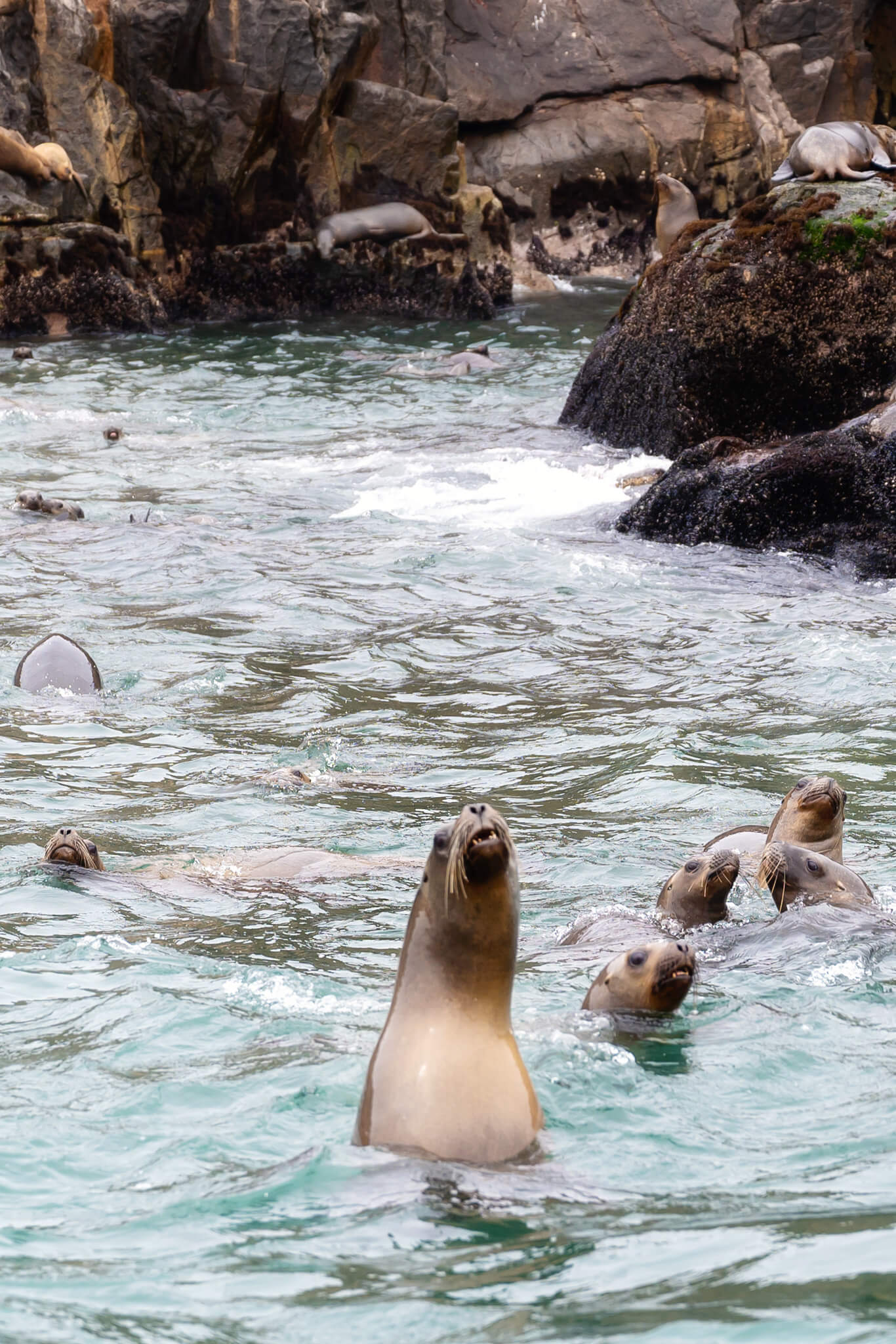 Swimming With Sea Lions Lima Peru