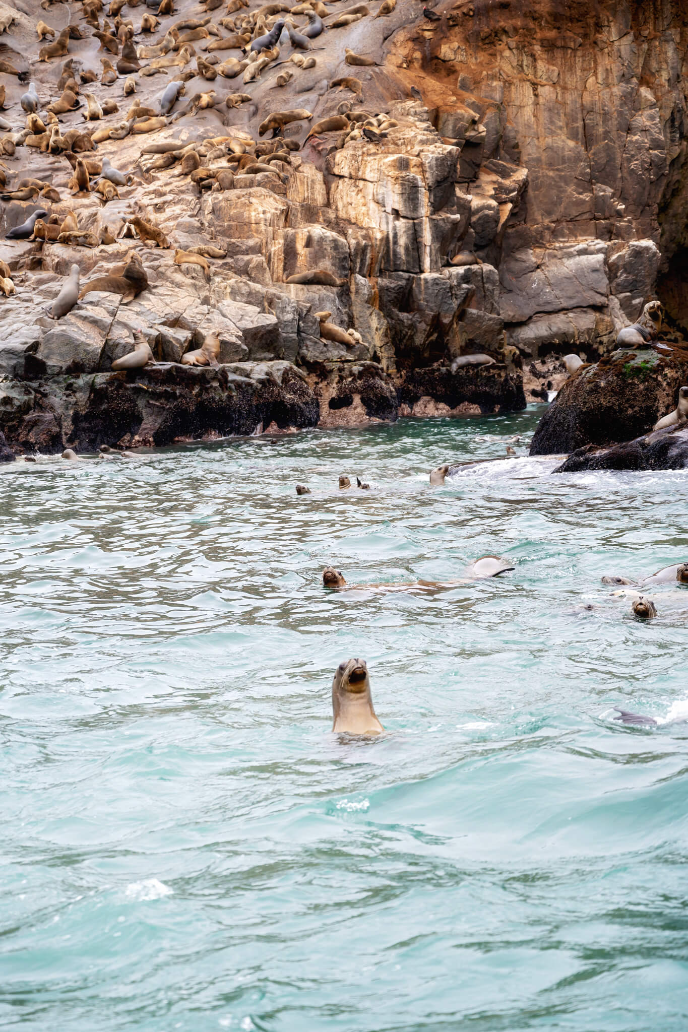 Swimming With Sea Lions Lima Peru