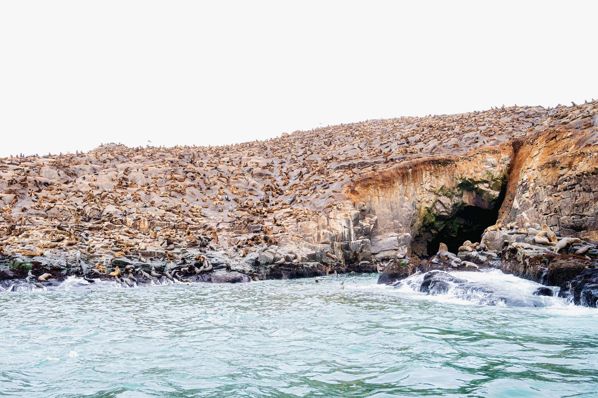 Swimming With Sea Lions Lima Peru