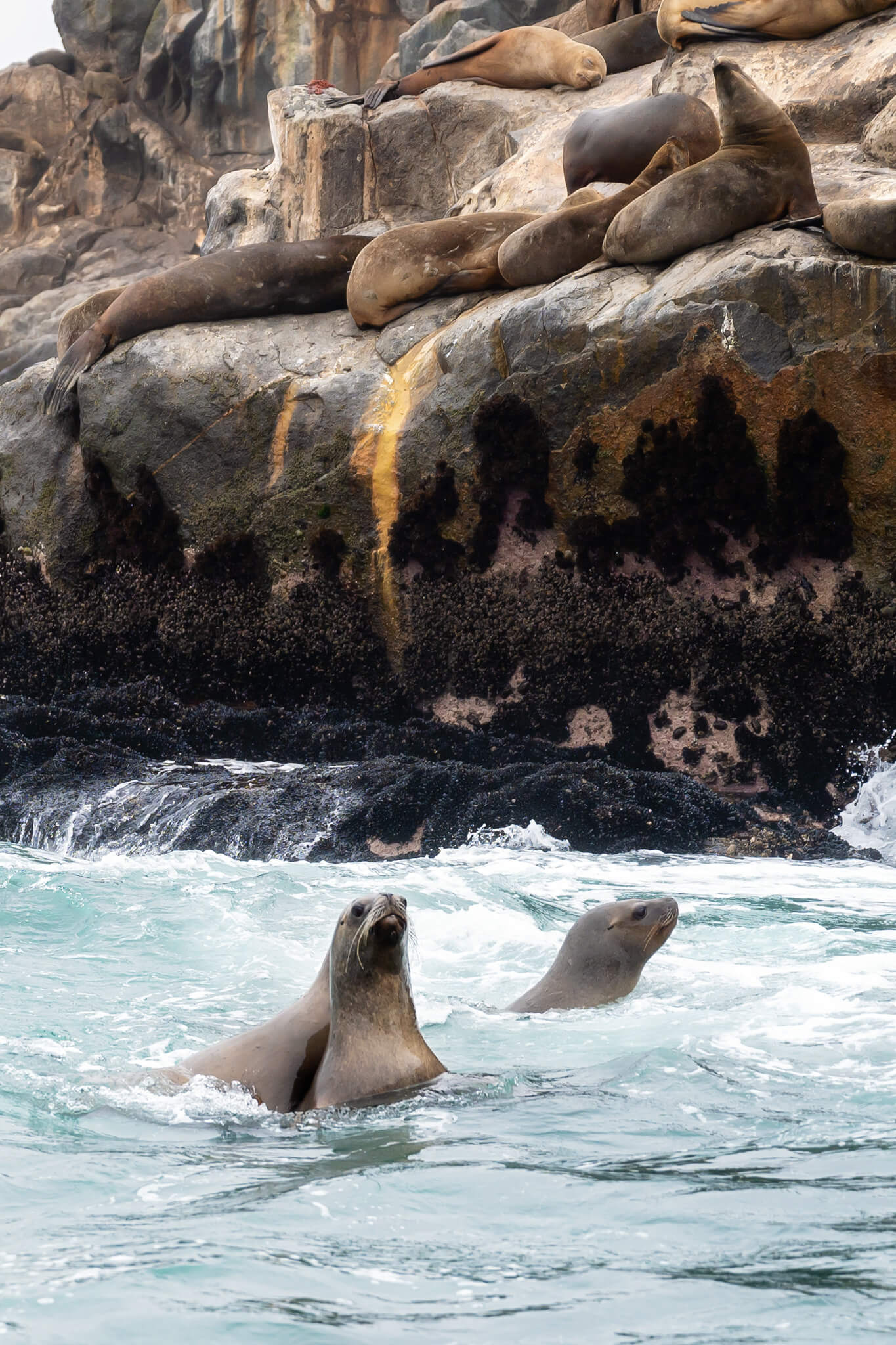 Swimming With Sea Lions Lima Peru