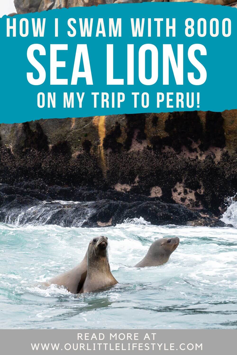 Swimming with Sea Lions at Palomino Island