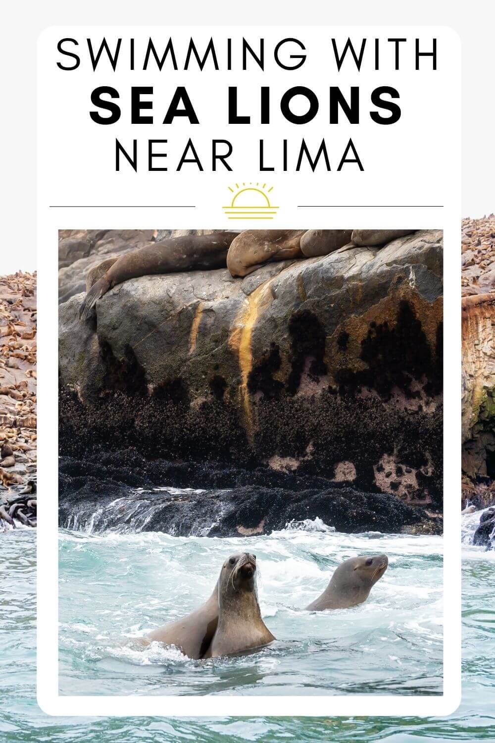 Swimming with sea lions lima peru