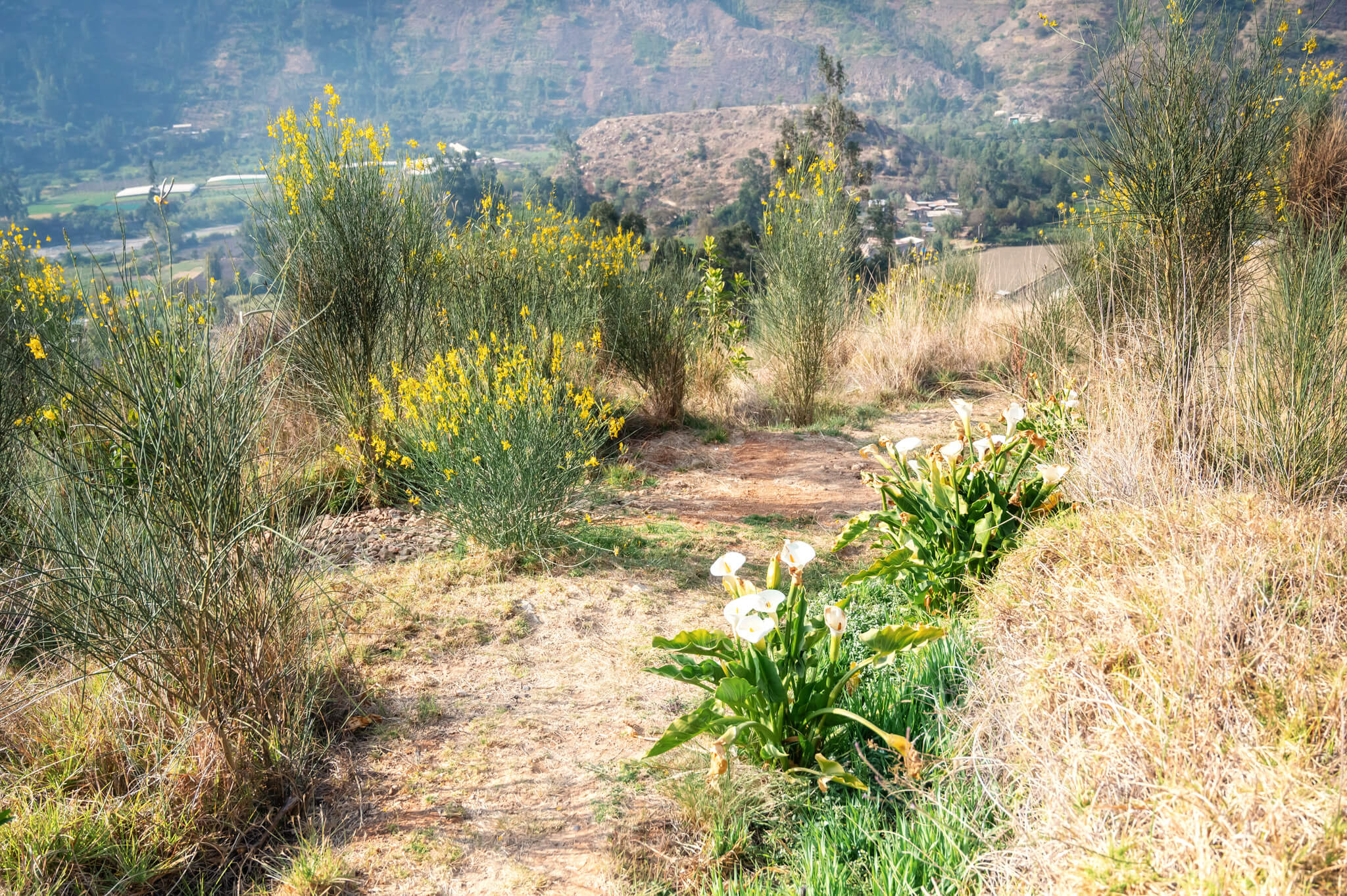 WAYARUMI Hotel Carhuaz walking paths