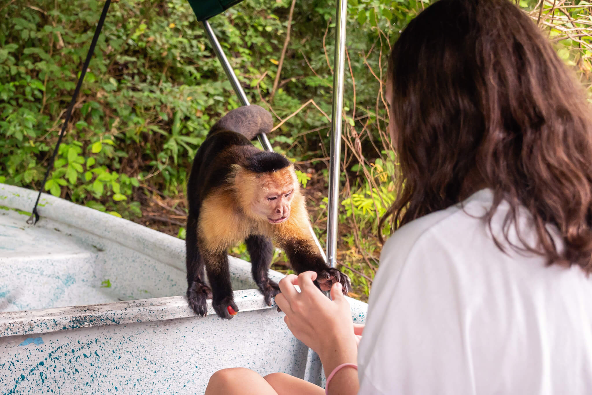 Monkey Island Panama