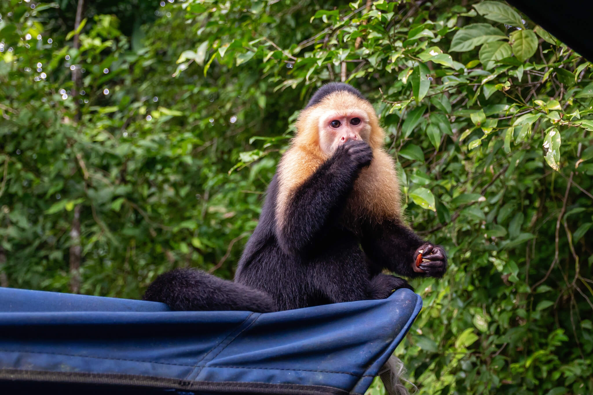 Monkey Island Panama Photos