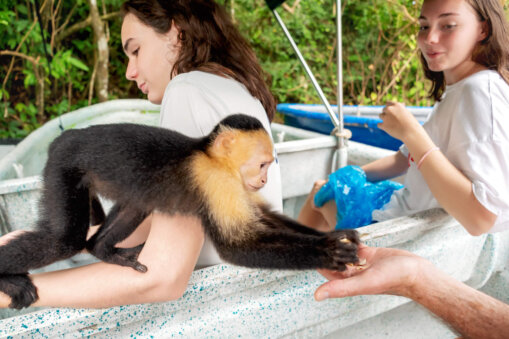 Feeding a monkey at monkey island panama