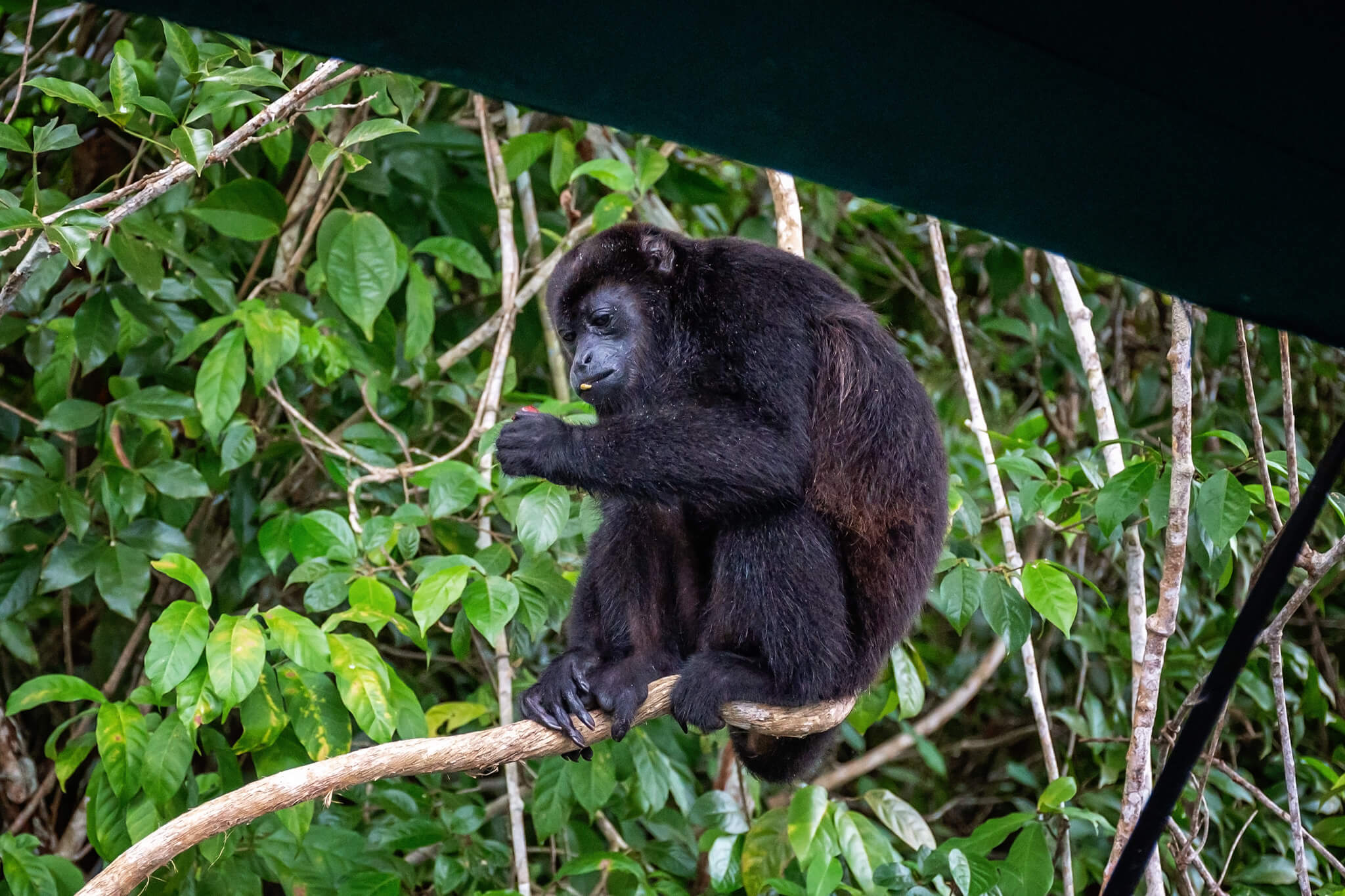 Panama Travel Guide Monkey Island Panama Tour Howler Monkey