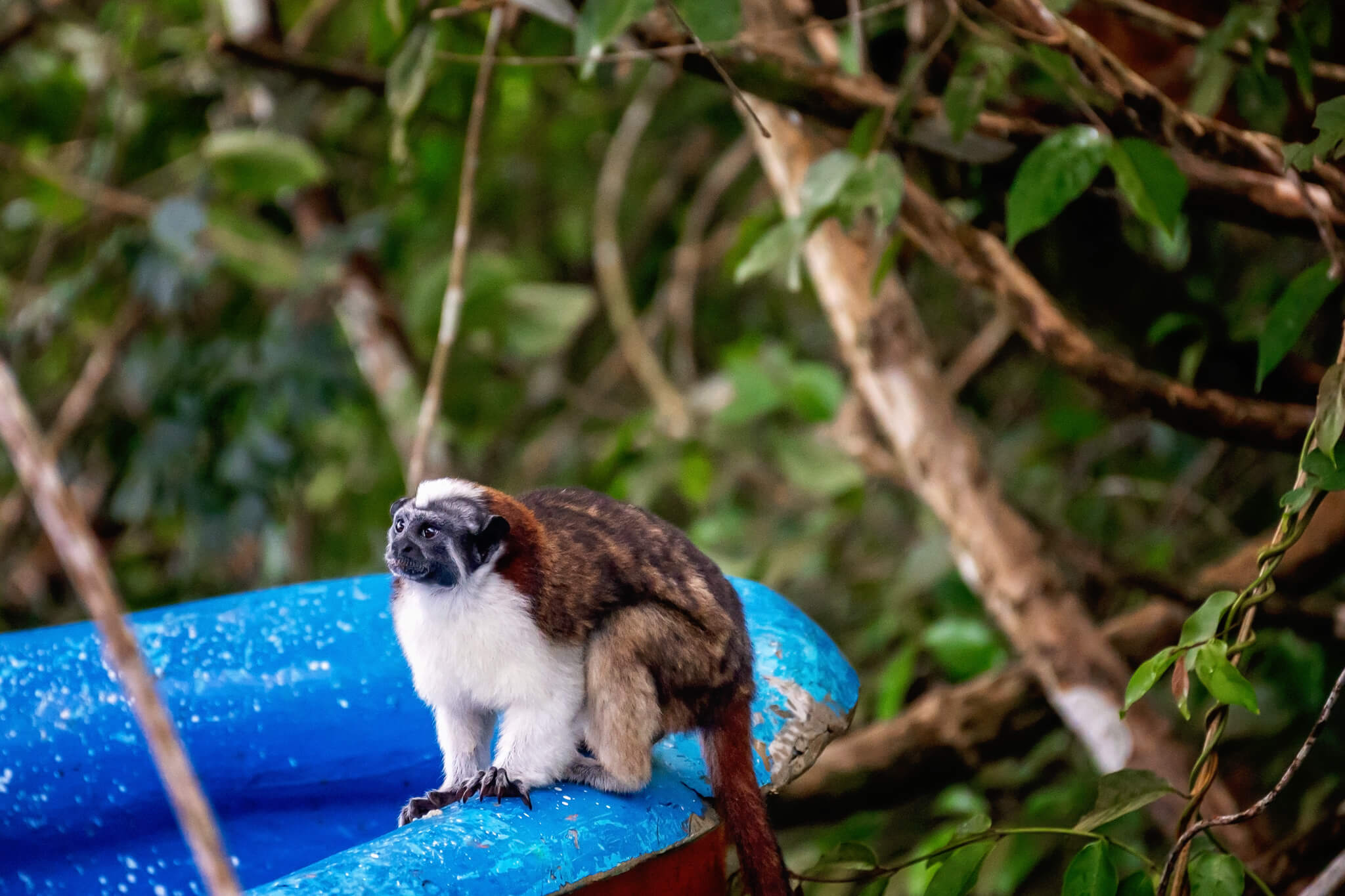 Panama Travel Guide Monkey Island Panama Tour Monkey