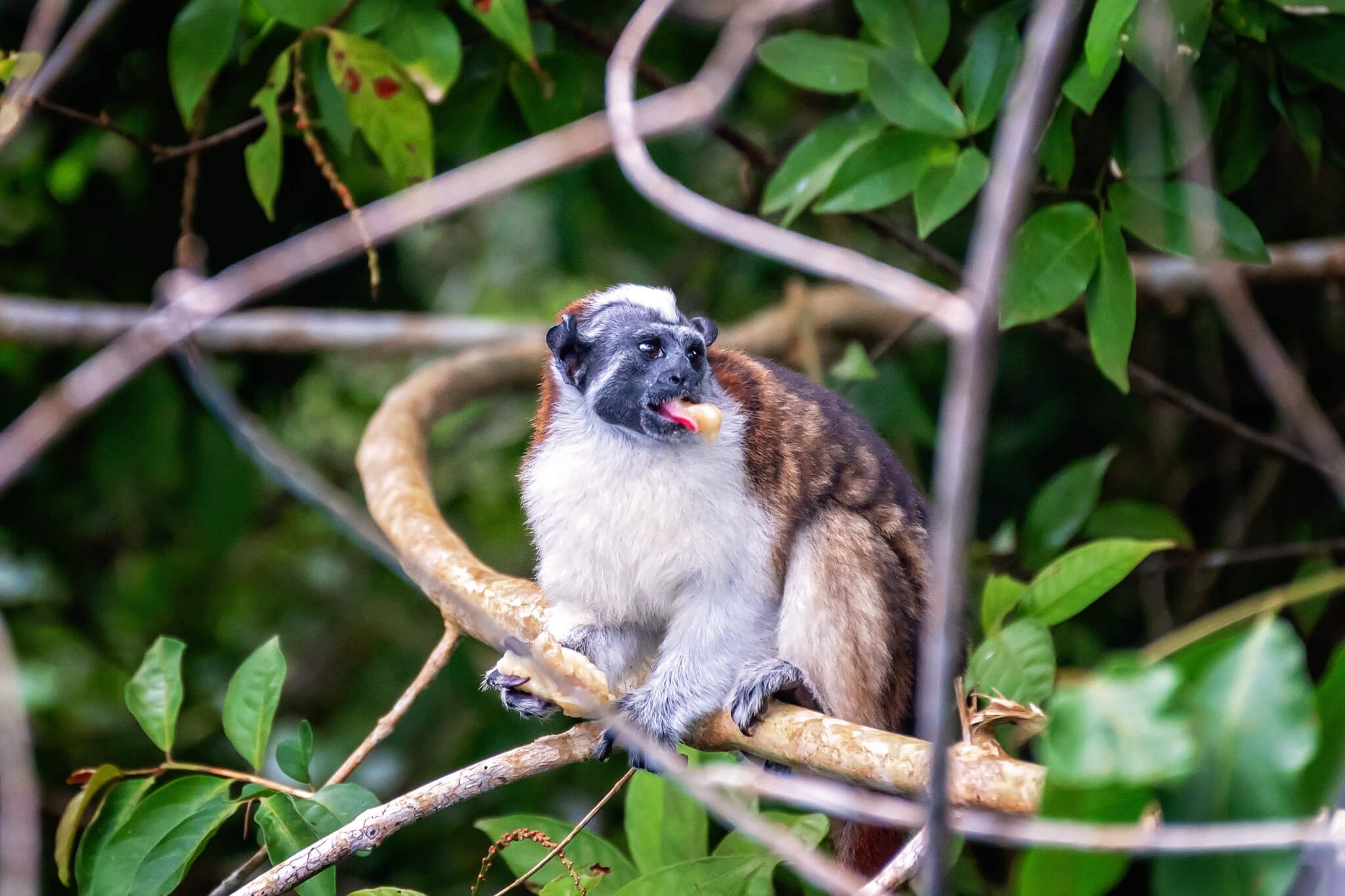 A monkey on the Monkey Island Panama Tour