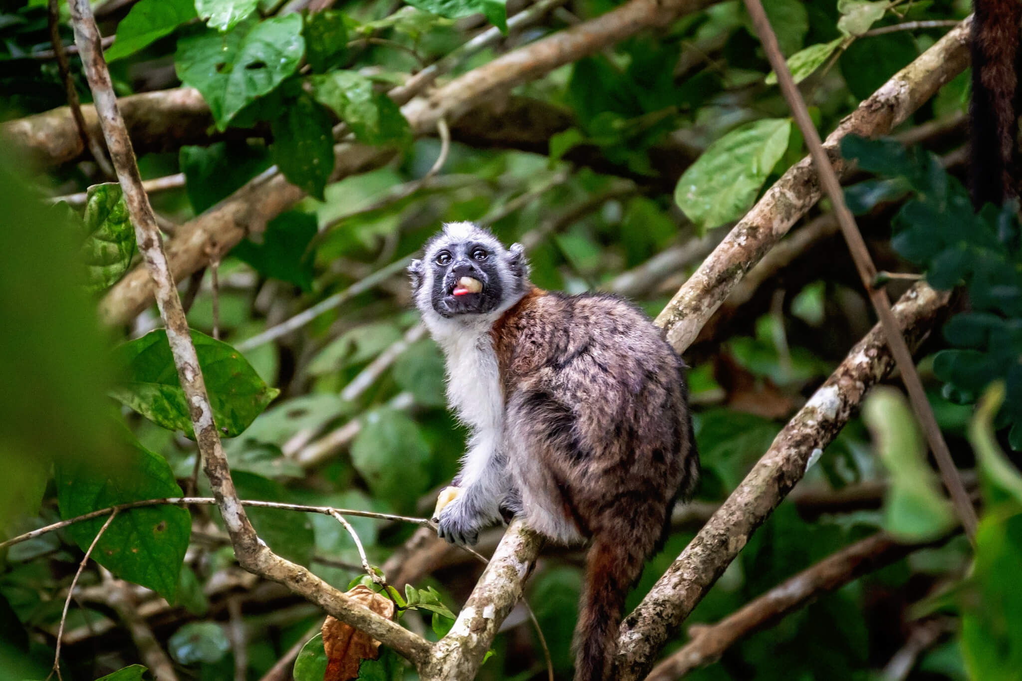 A monkey on the Monkey Island Panama Tour