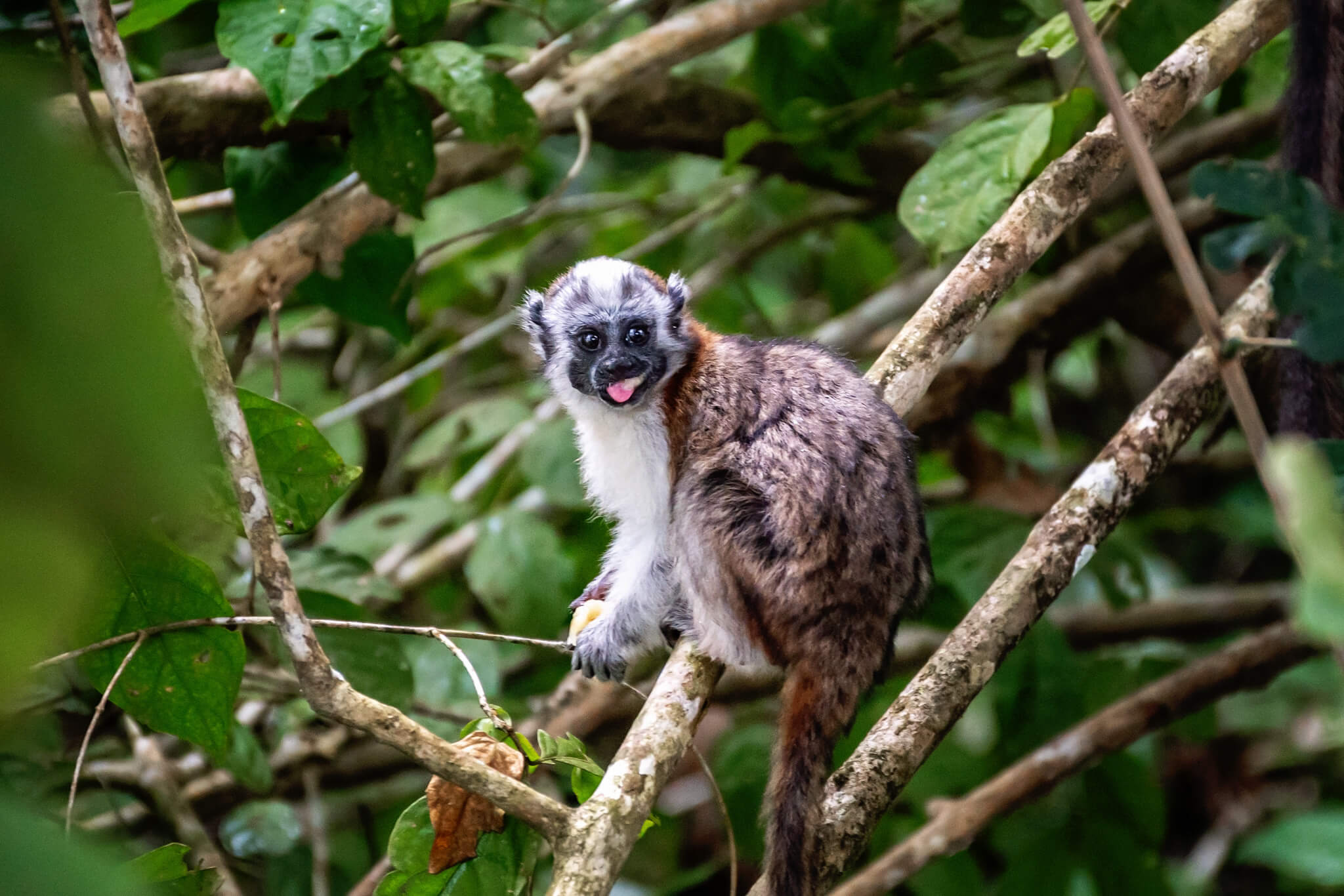 A monkey on the Monkey Island Panama Tour