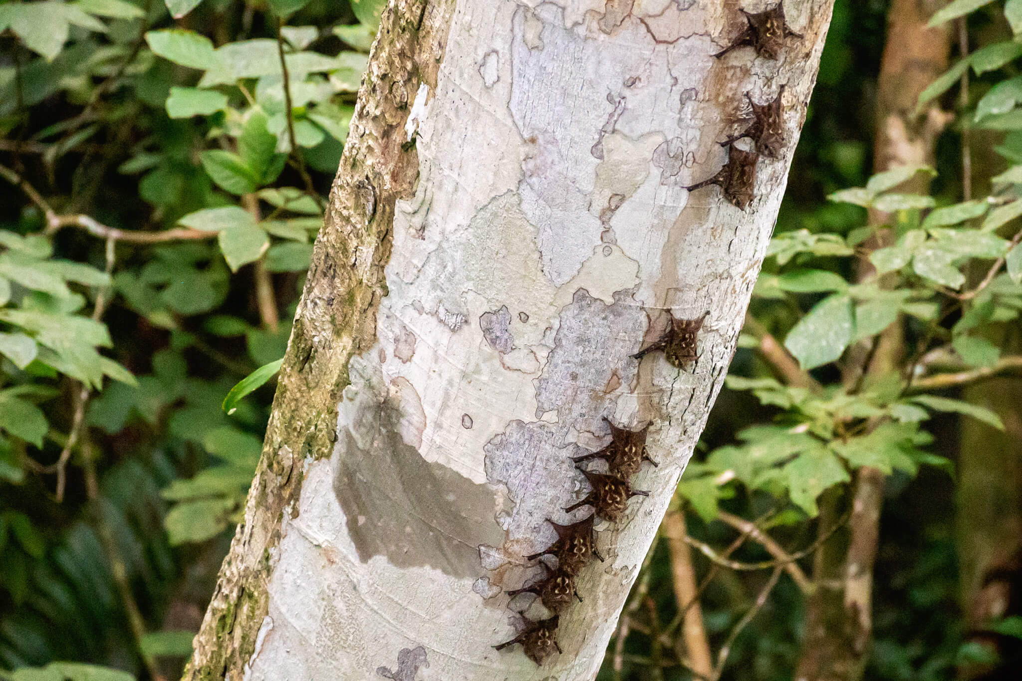 bats in the panama canal