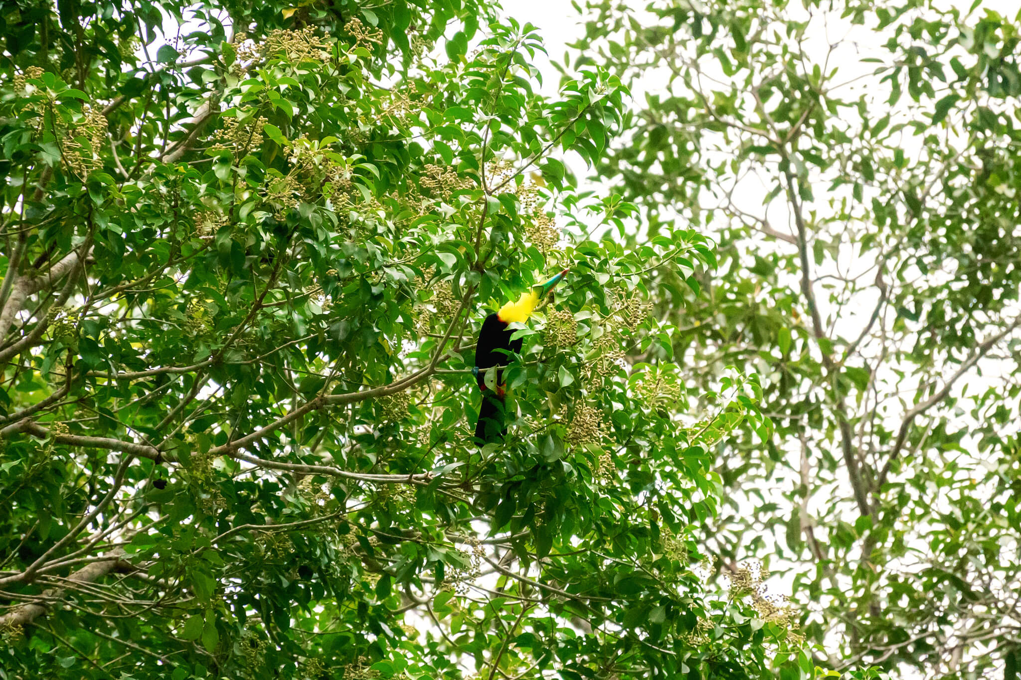 toucan in the Panama rainforest