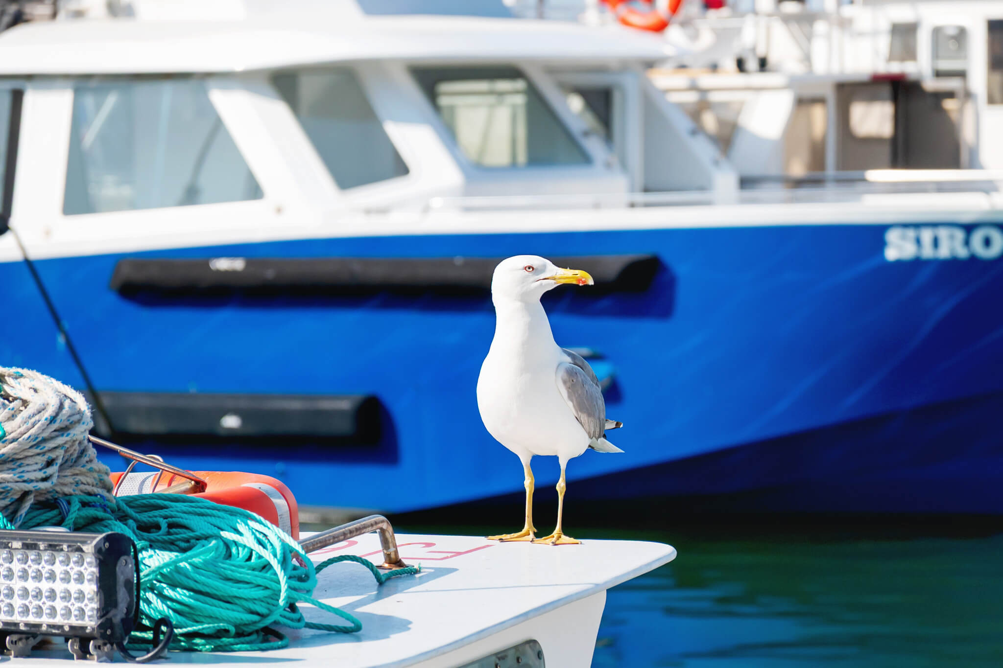 Cassis France Seagull