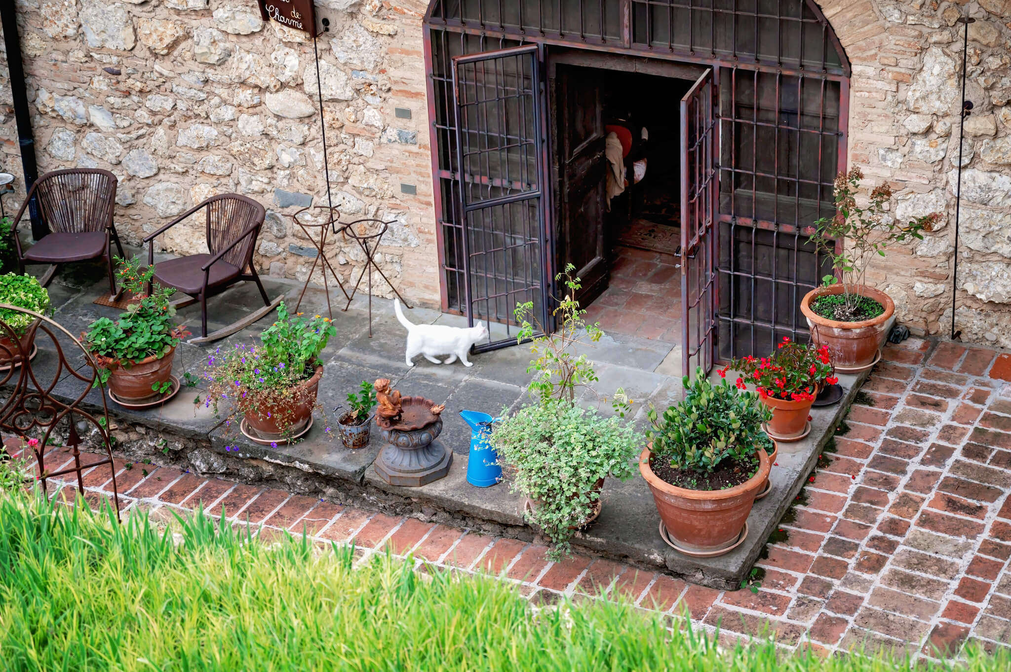 Rose the cat at Cappuccini Resort Franciacorta Bescia Italy