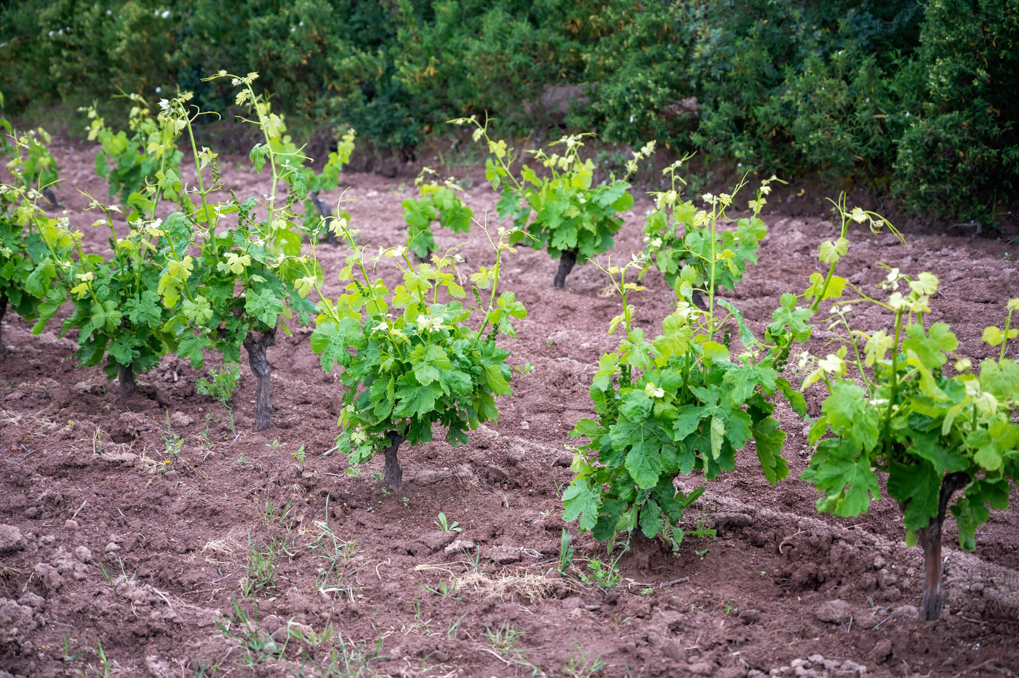 Vineyard in Sant Antioco Sardinia Italy