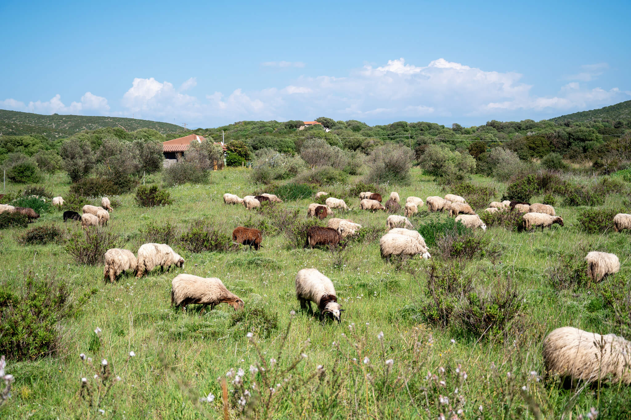 Sheep on Sant Antioco Sardinia Italy