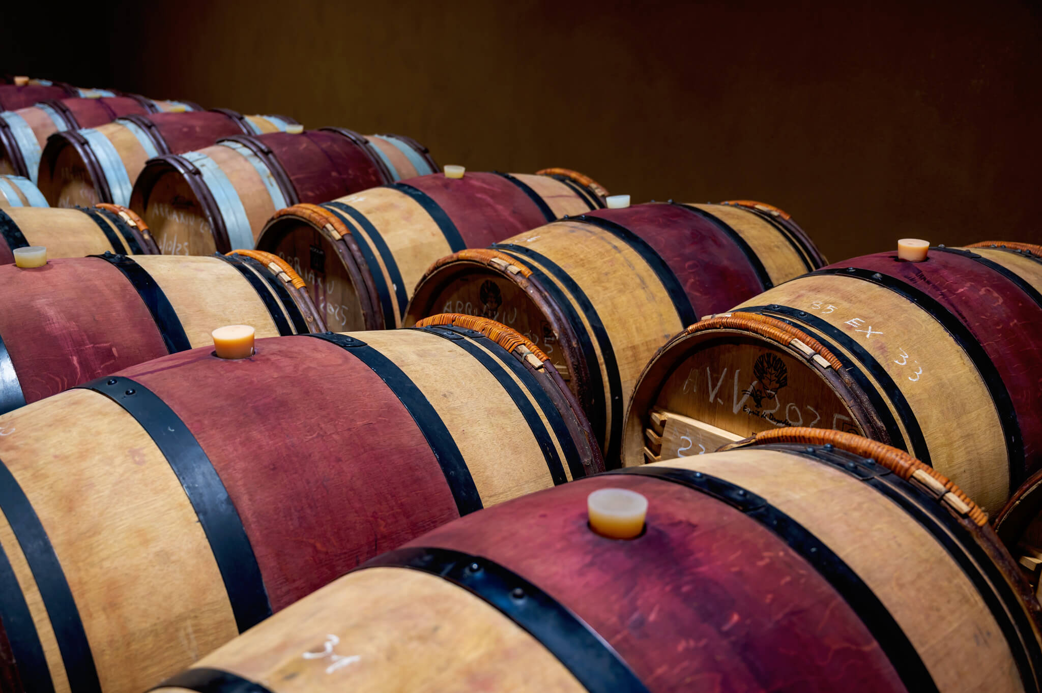 Rows of wooden wine barrels lined up in a dim winery cellar, ready for aging with yellow bungs on top.