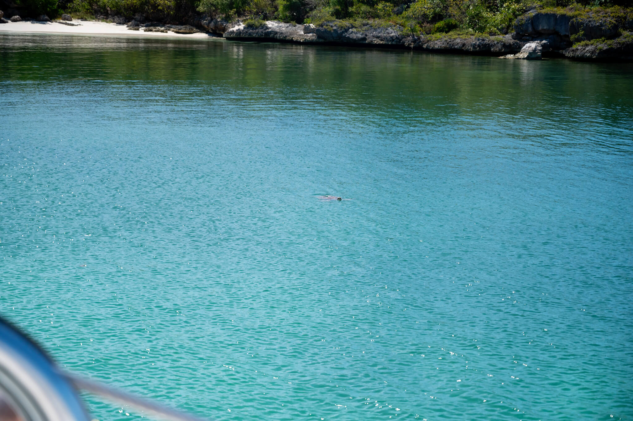 Sea Turtle in Antigua