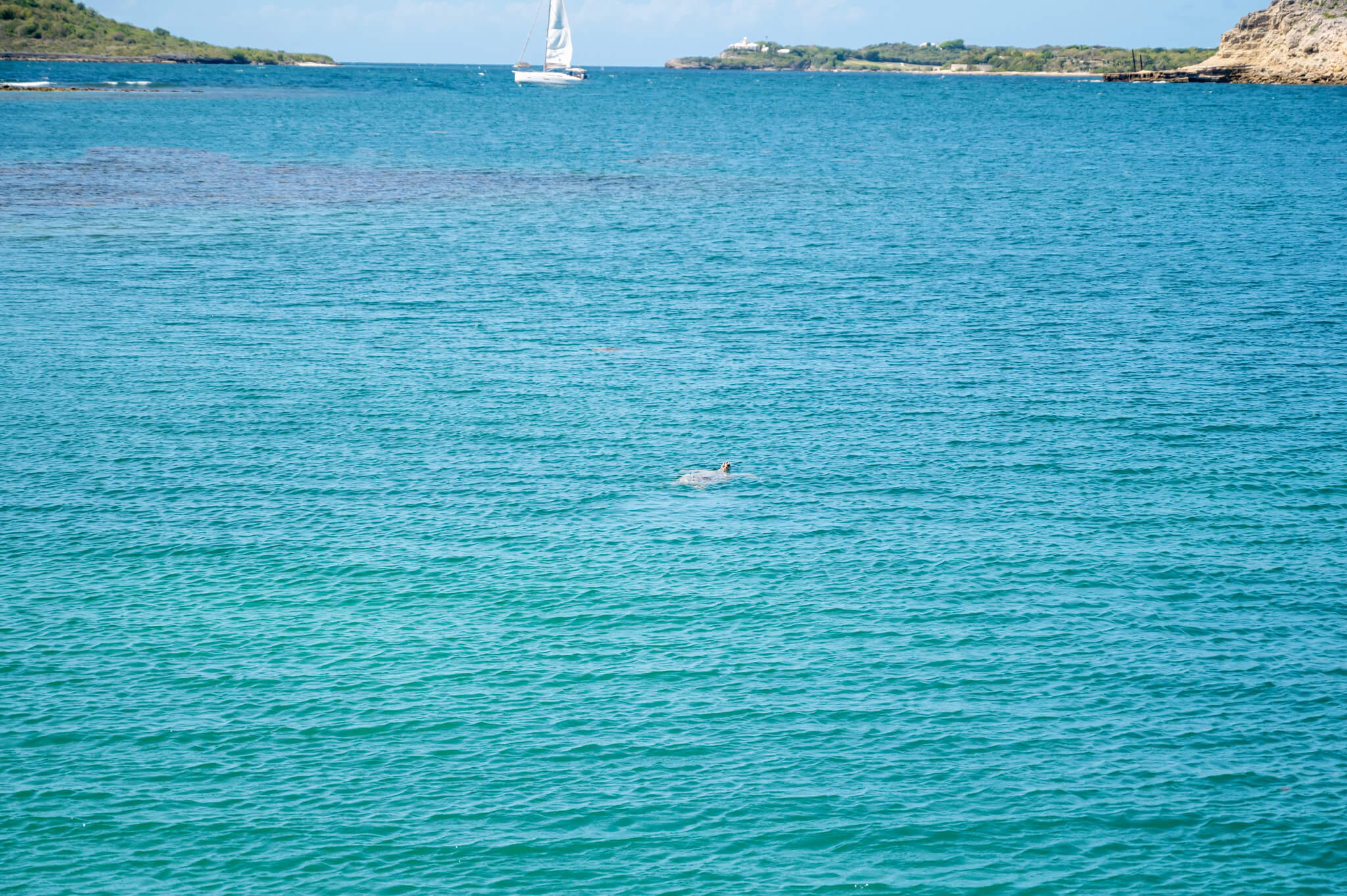 Sea Turtle in Antigua