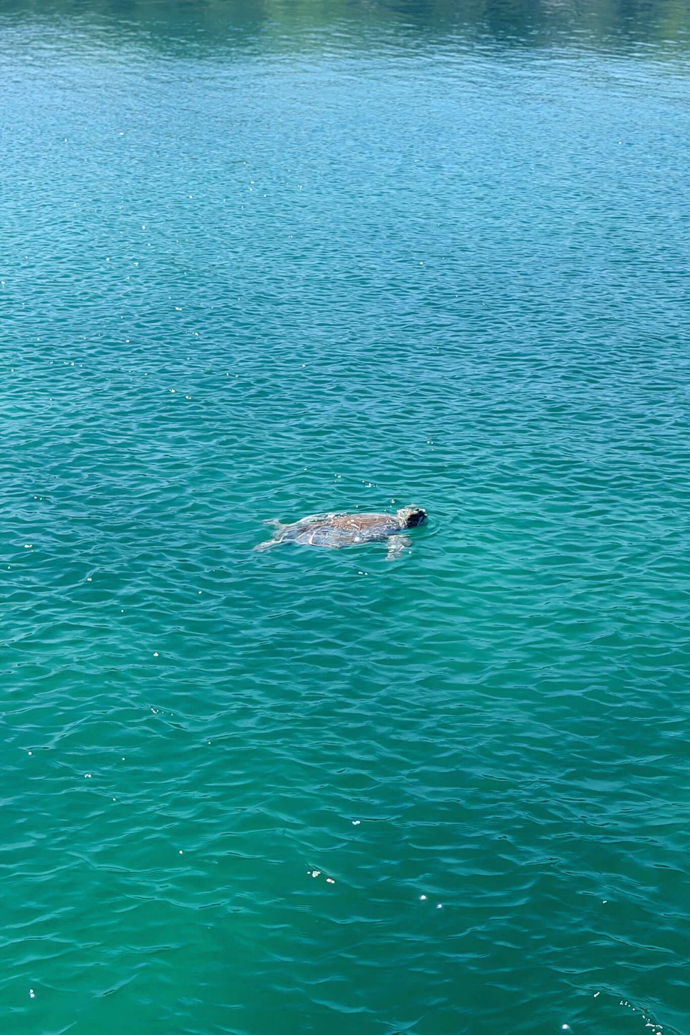 sea turtle swimming near Green Island in Antigua