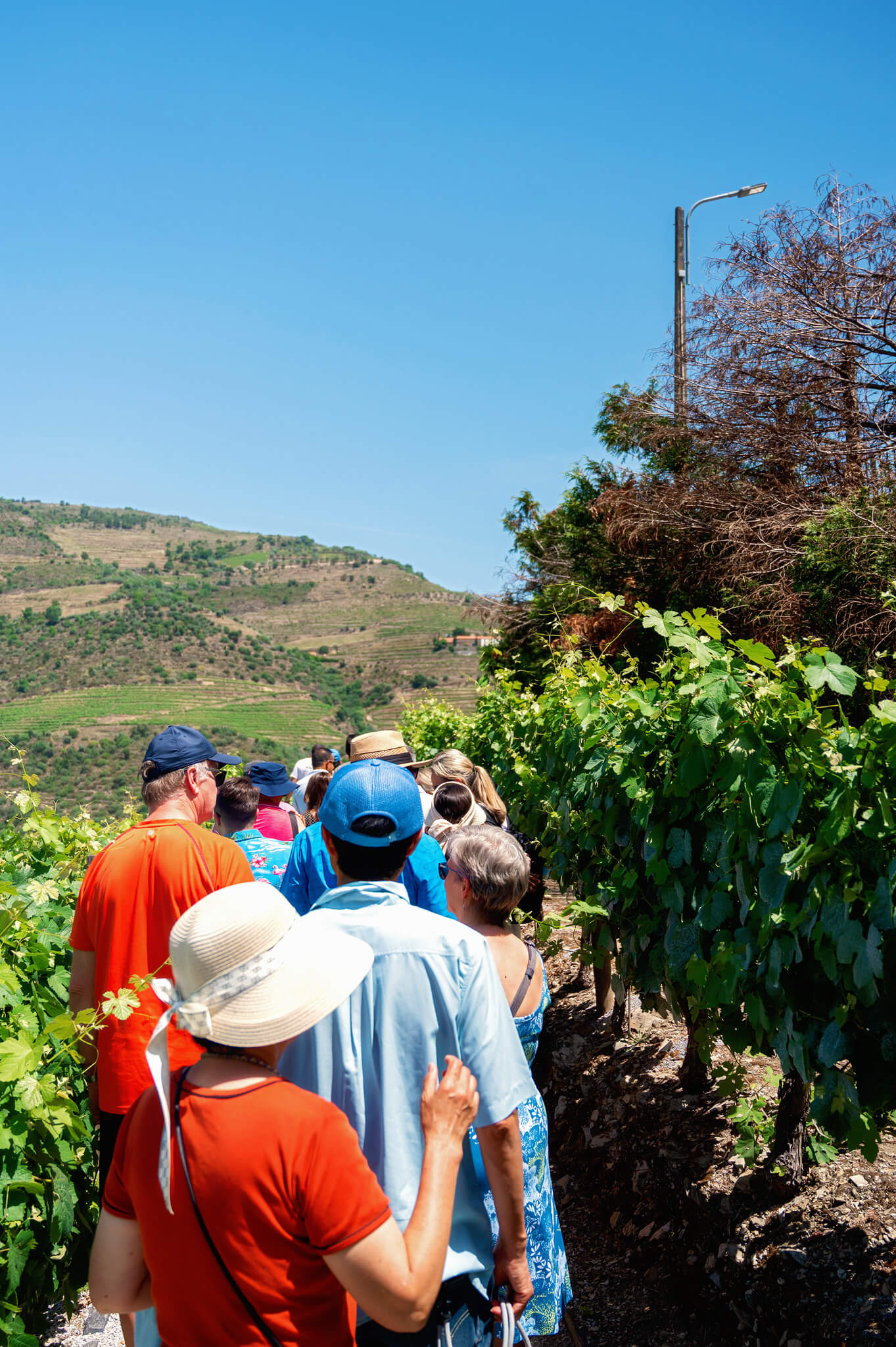 Kopke Vineyards Douro Valley
