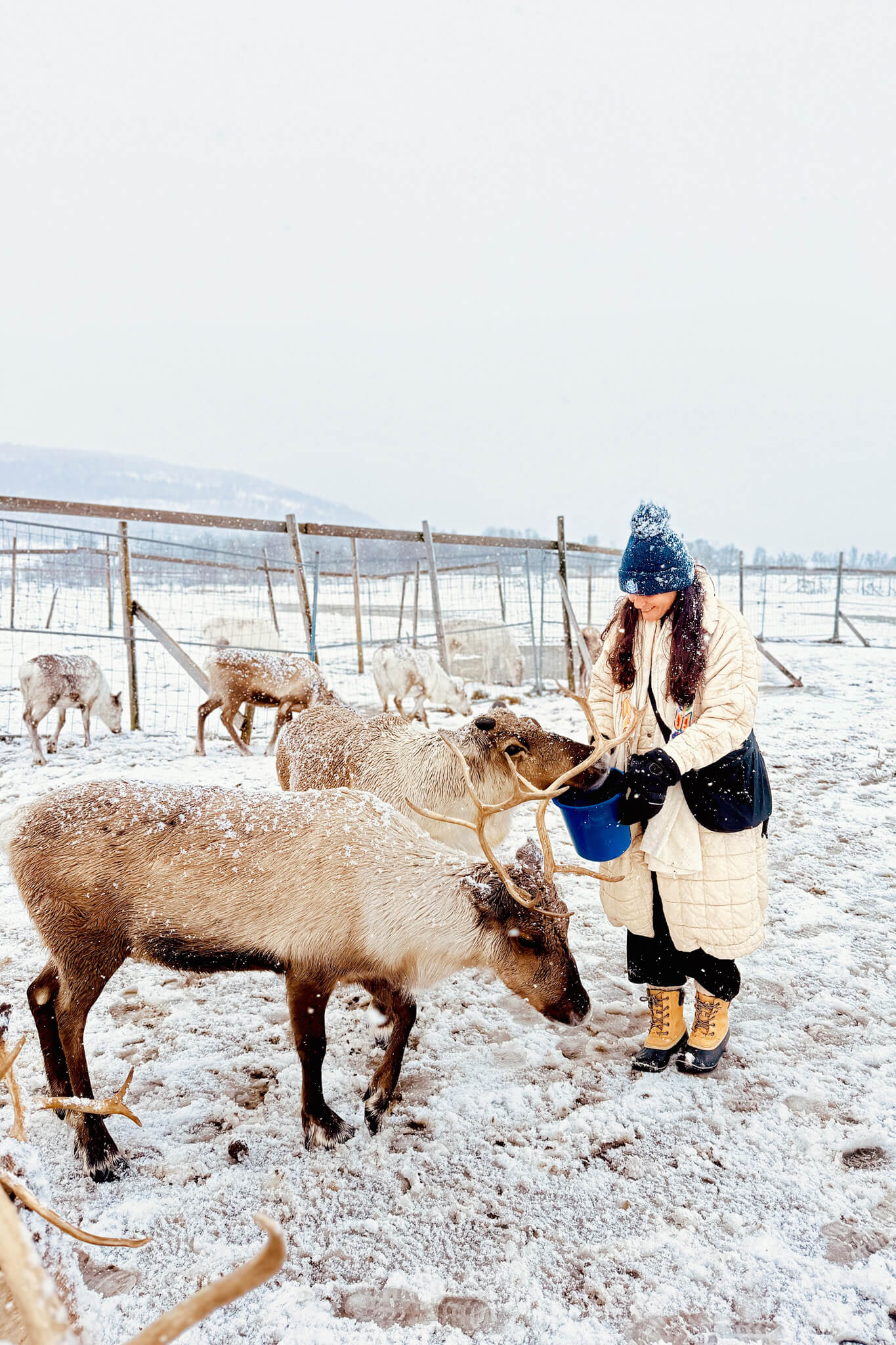 Mother Daughter Trip to Tromso Norway 02 • Our Little Lifestyle Arctic Reindeer Feeding on our Mother Daughter Trip to Tromso Norway