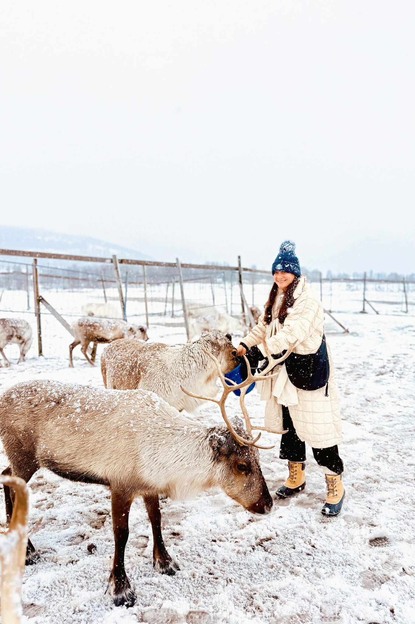 Mother Daughter Trip to Tromso Norway 03 • Our Little Lifestyle Arctic Reindeer Feeding on our Mother Daughter Trip to Tromso Norway