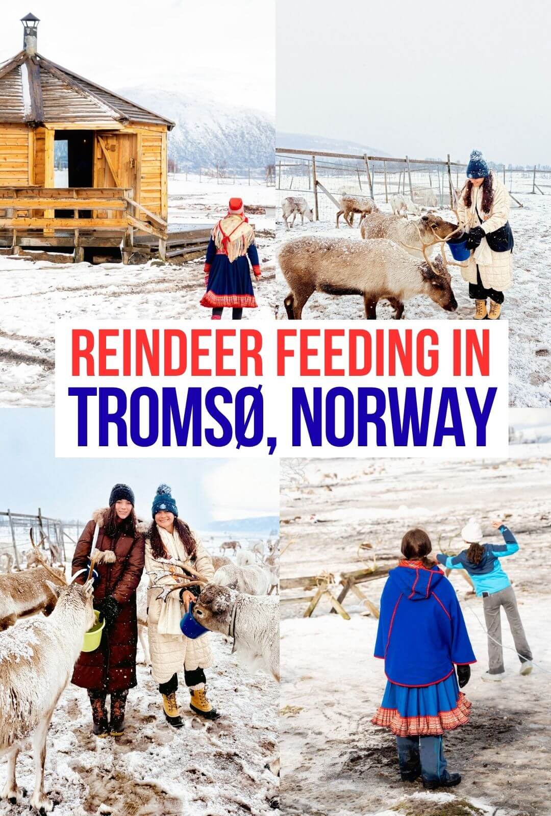 Reindeer Feeding in Tromsø Norway 2 • Our Little Lifestyle Reindeer Feeding in Tromsø Norway Pinterest Pin