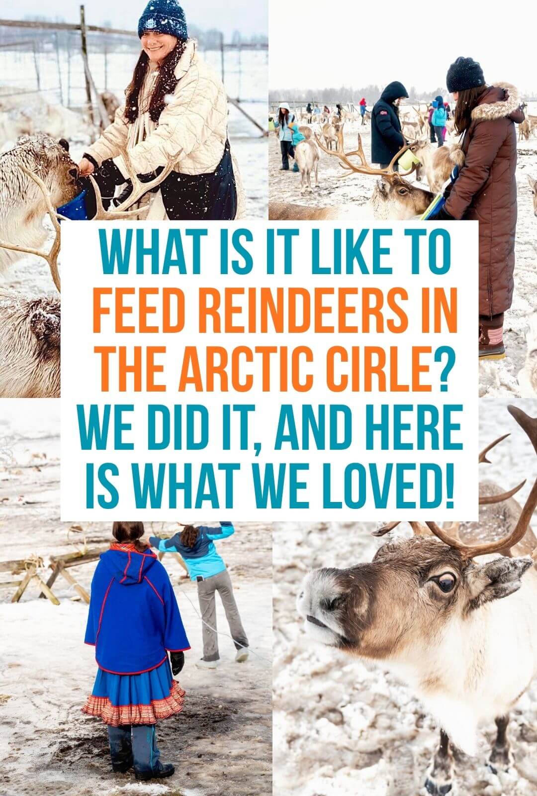 Reindeer Feeding in Tromsø Norway 6 • Our Little Lifestyle What's It like to feed reindeer in the arctic circle?