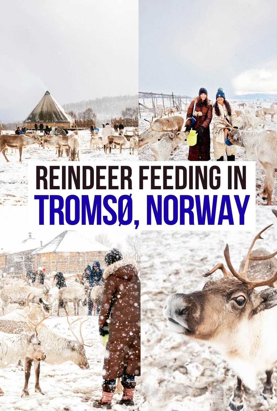 Reindeer Feeding in Tromsø Norway • Our Little Lifestyle Reindeer Feeding in Tromsø Norway Pin