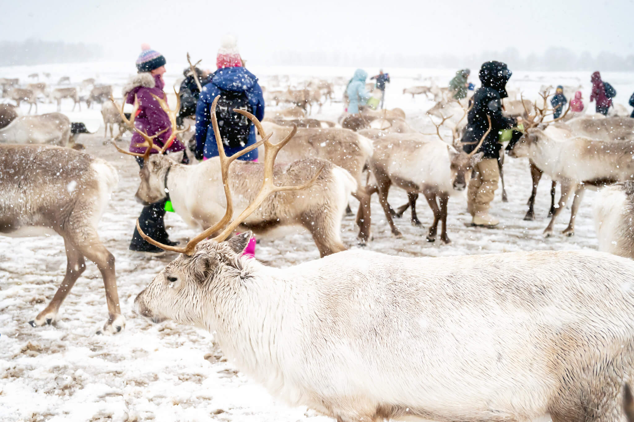 Tromso Norway 26 • Our Little Lifestyle Reindeer feeding in Tromso Norway