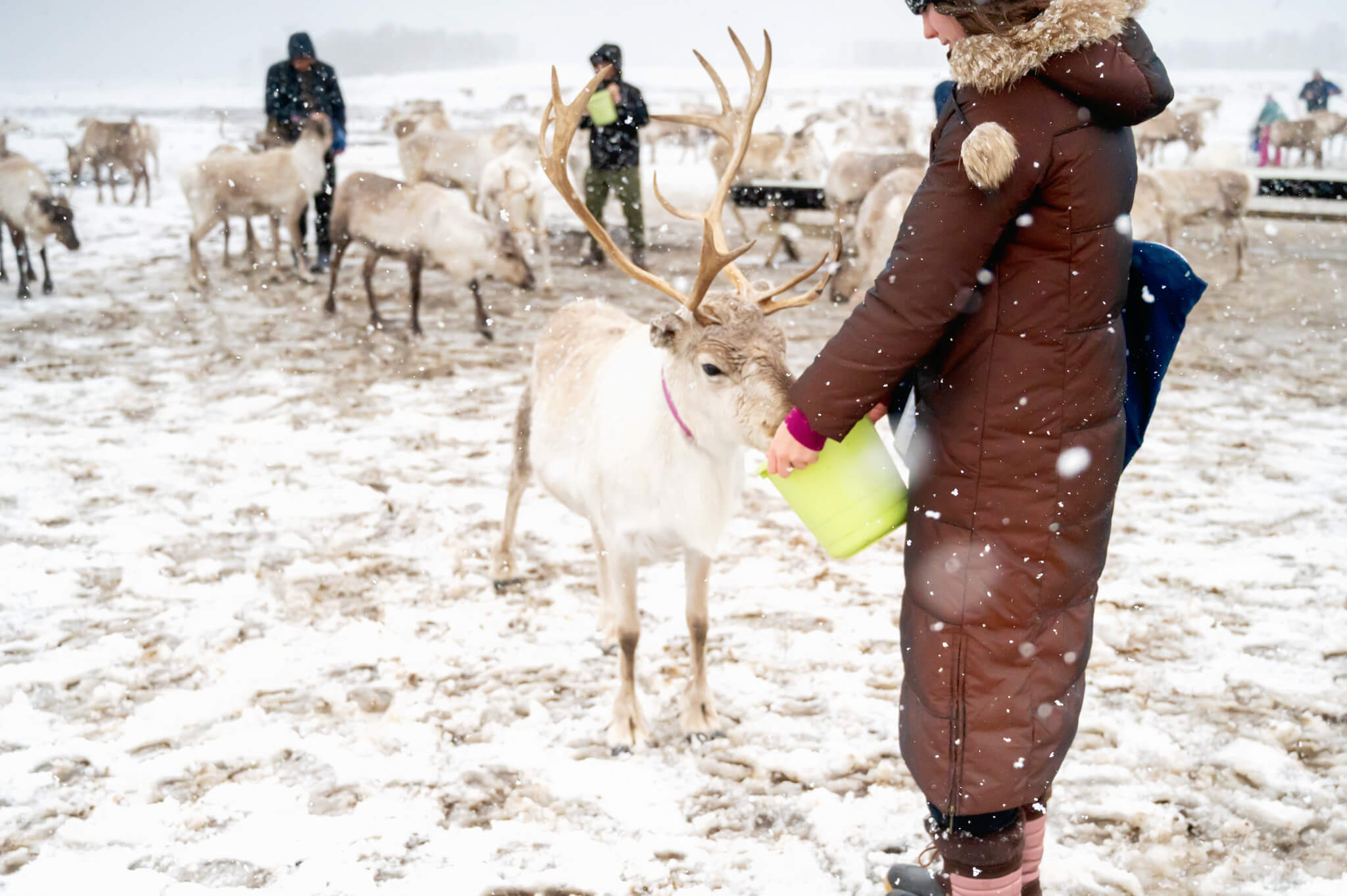 Tromso Norway 27 • Our Little Lifestyle snowy Reindeer feeding in Tromso Norway
