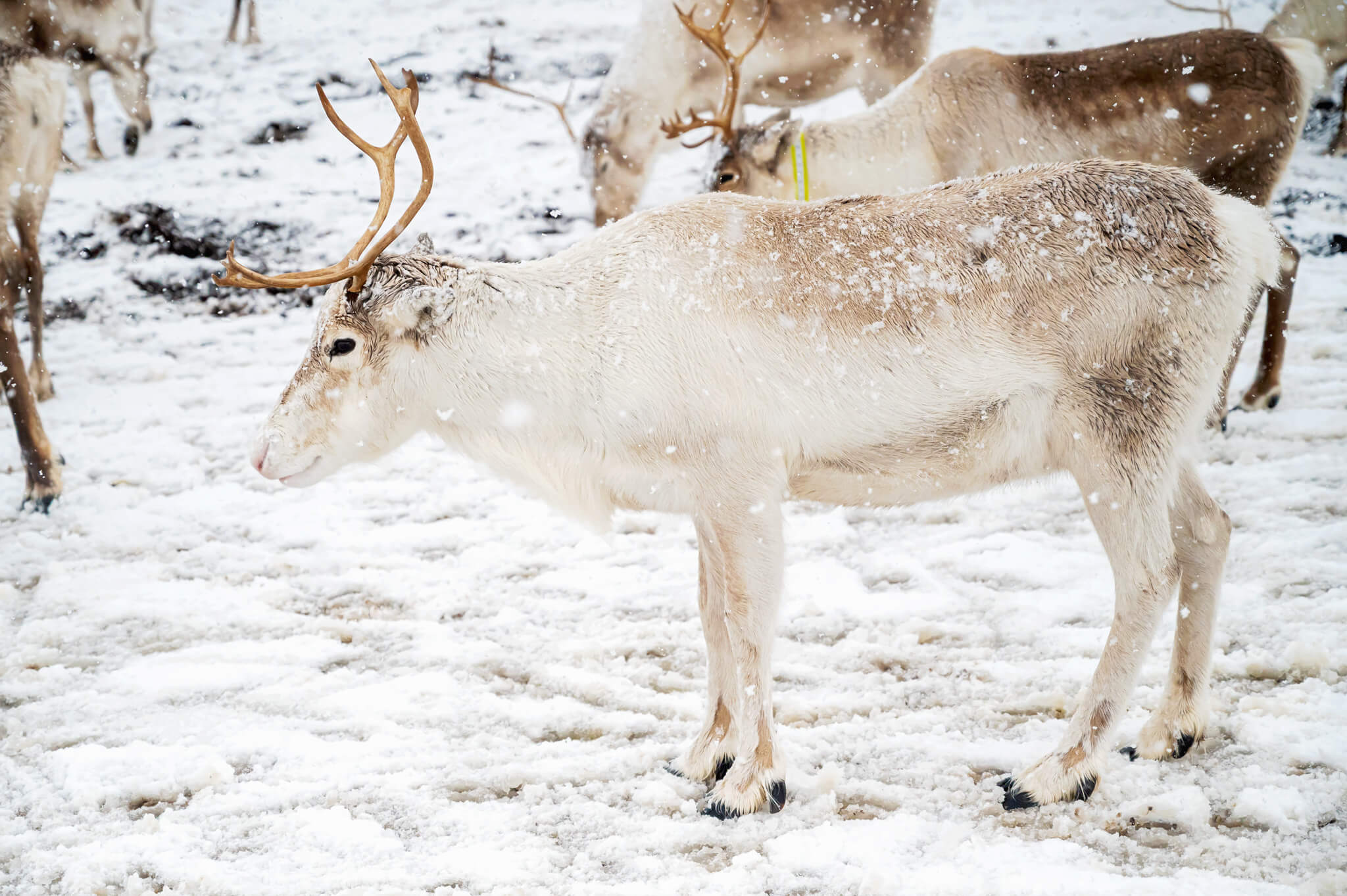 Tromso Norway 31 • Our Little Lifestyle Reindeer at the Tromso Reindeer feeding in Norway