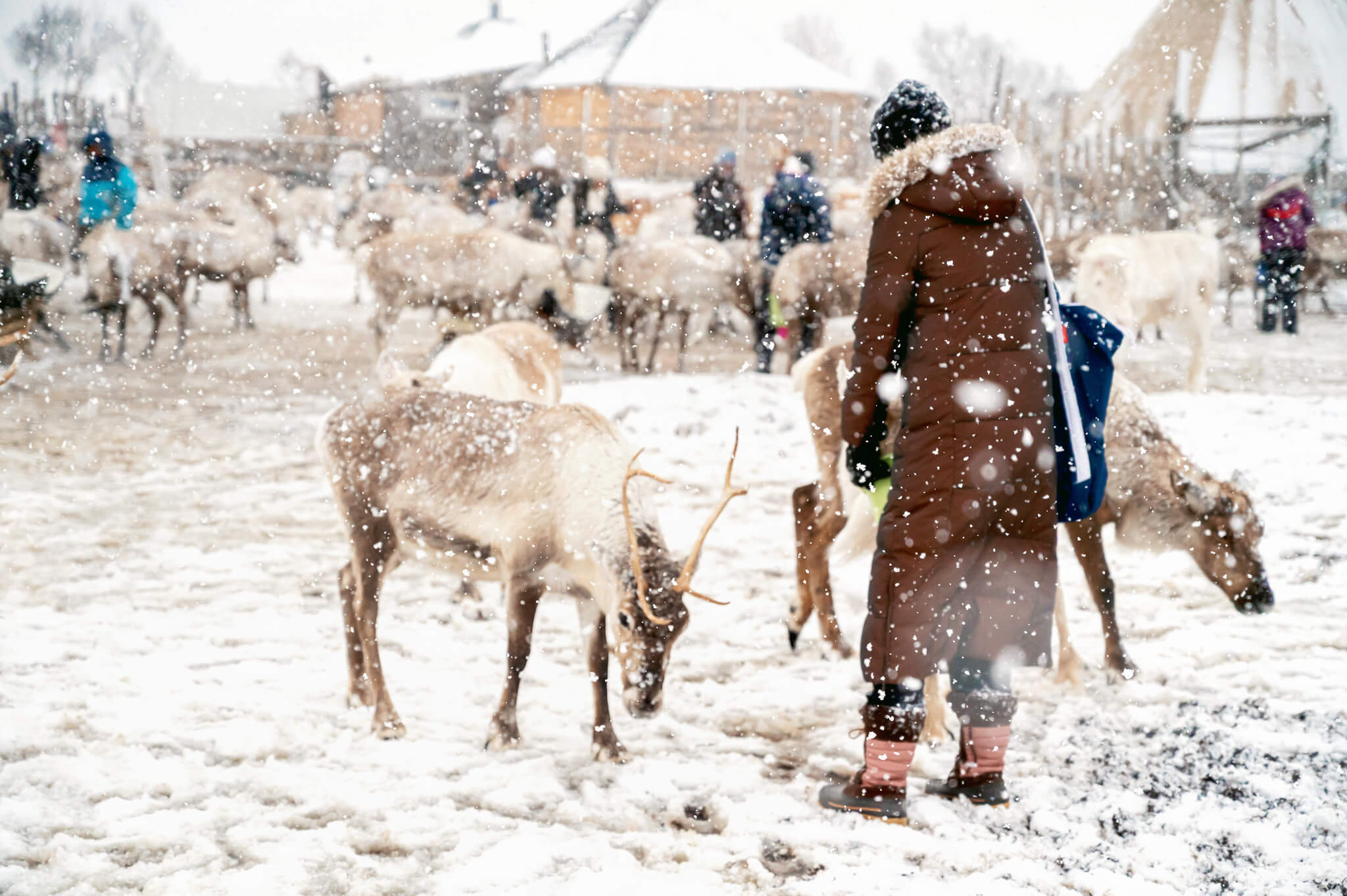 Tromso Norway 34 • Our Little Lifestyle Abby feeding reindeer in the snow at the Tromso Reindeer feeding in Norway