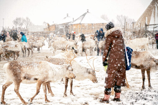 Abby feeding reindeer in the snow at the Tromso Reindeer feeding in Norway