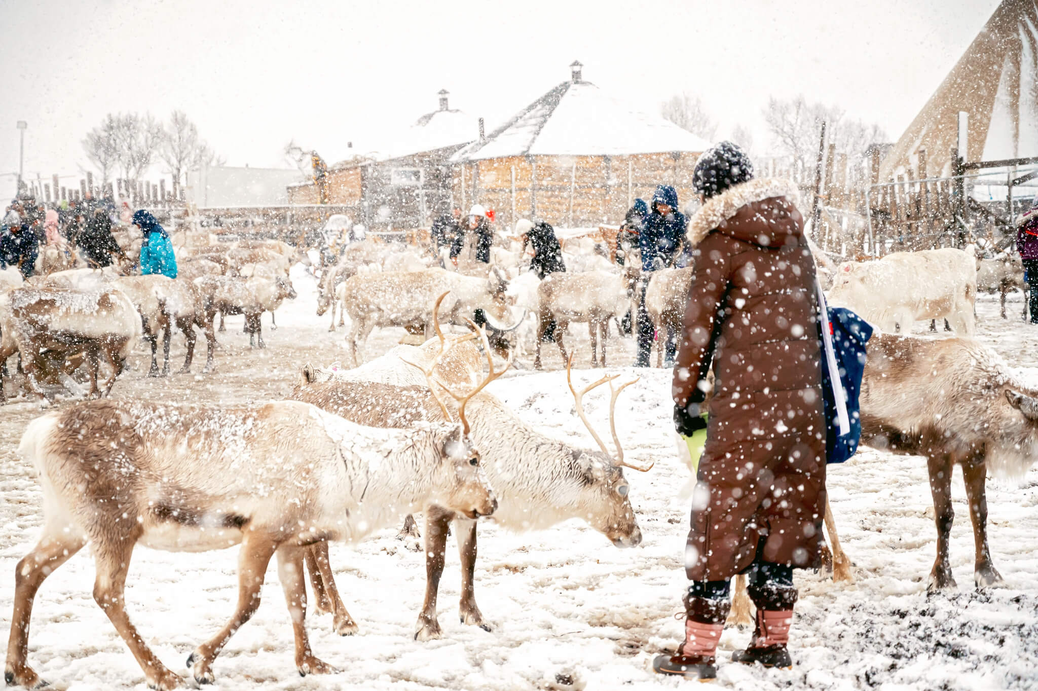Abby feeding reindeer in the snow at the Tromso Reindeer feeding in Norway