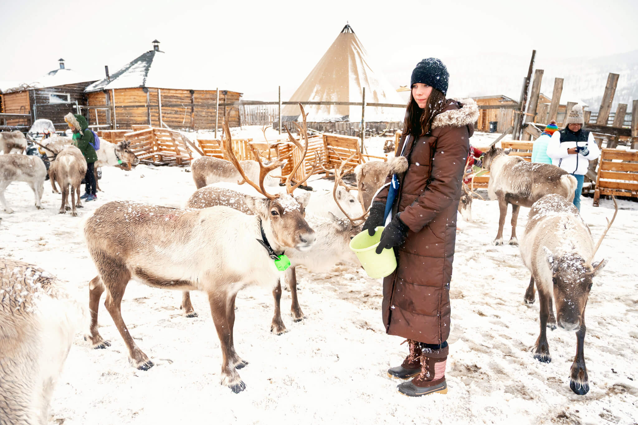 Tromso Norway 37 • Our Little Lifestyle Reindeer feeding experience in Tromso Norway