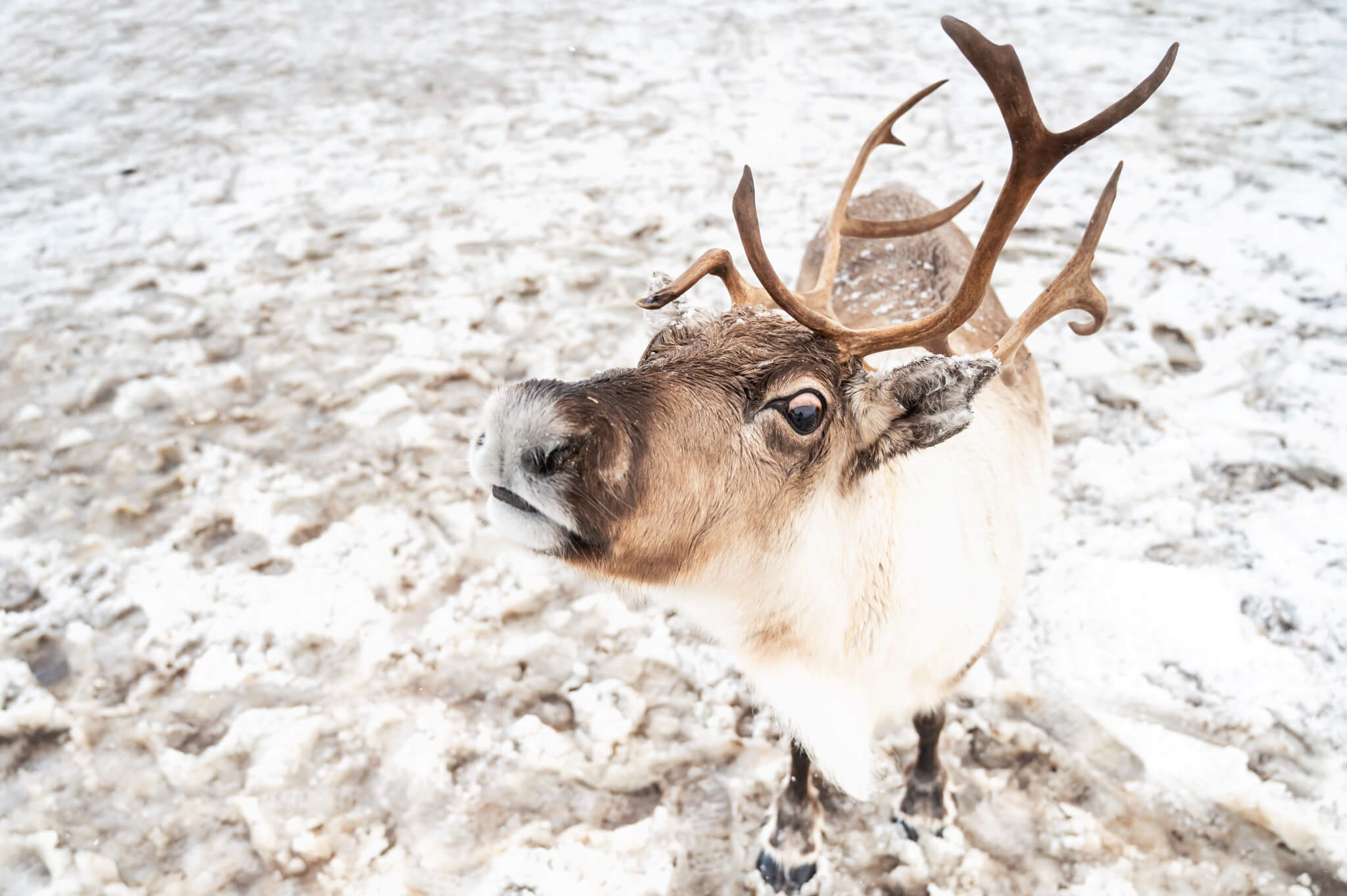 Tromso Norway 38 • Our Little Lifestyle Reindeer looking up at the camera at the Reindeer feeding experience in Tromso Norway