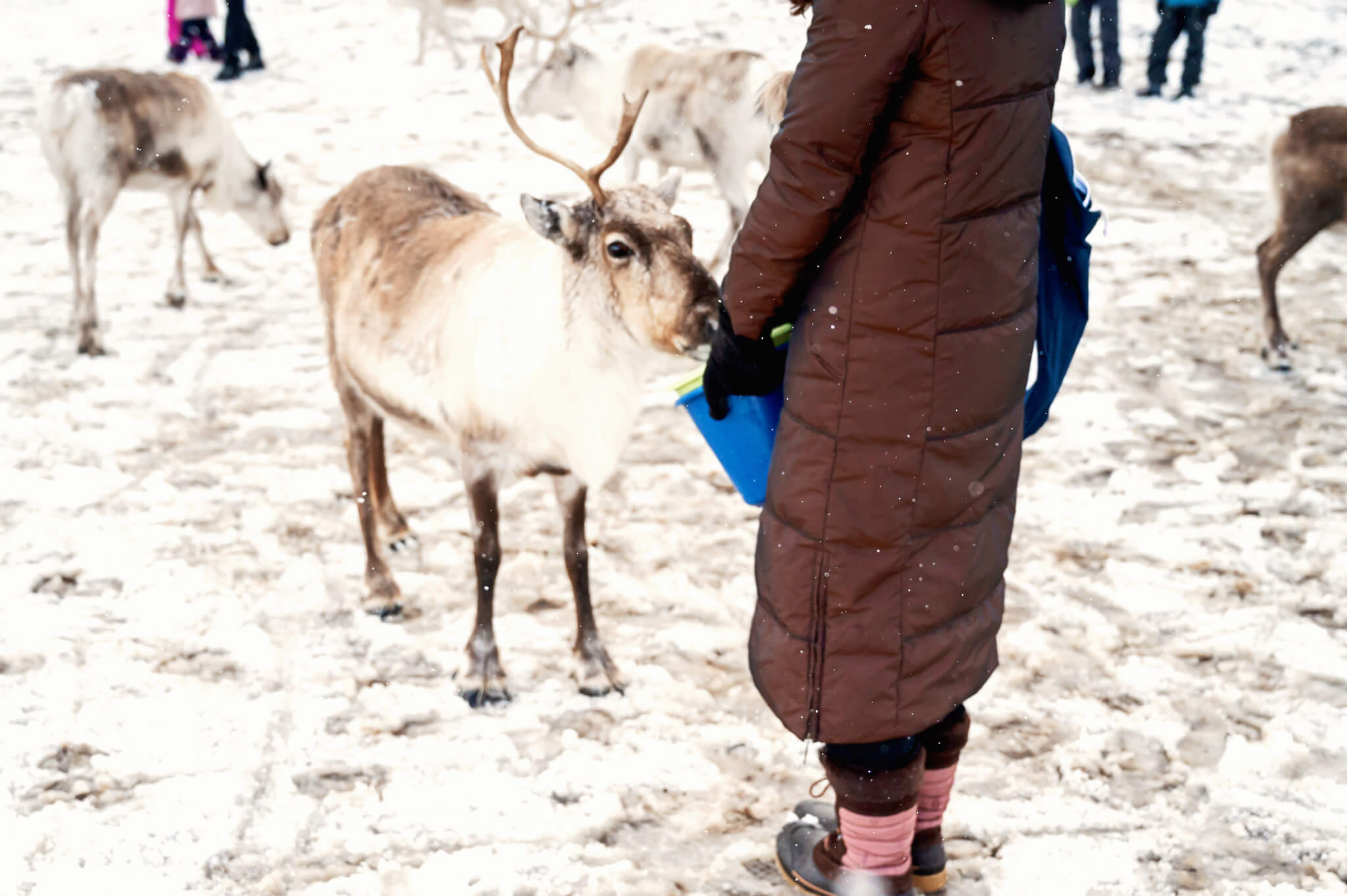 Tromso Norway 39 • Our Little Lifestyle Reindeer feeding experience in Tromso Norway
