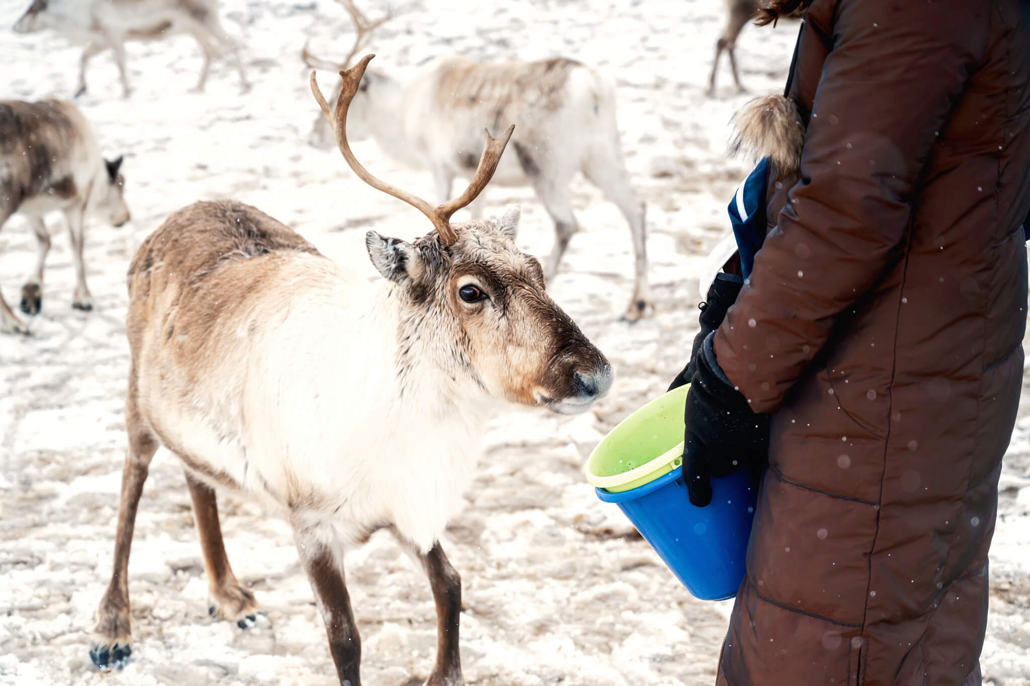 Tromso Norway 40 • Our Little Lifestyle Reindeer feeding experience in Tromso Norway